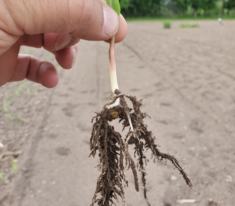 corn seedling