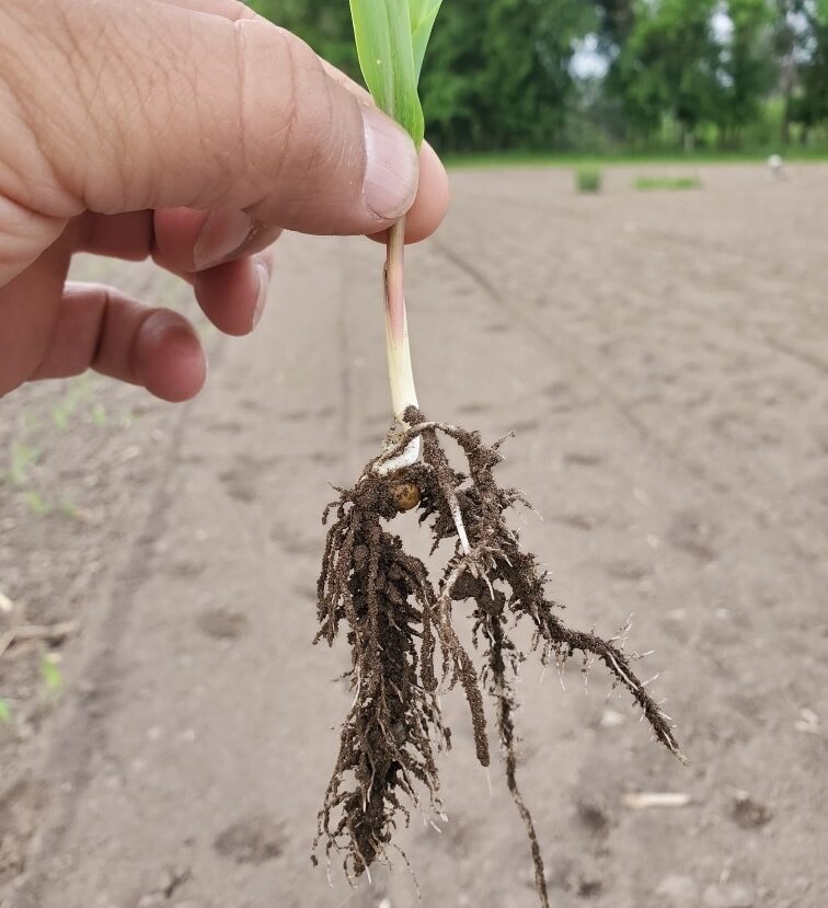 corn seedling