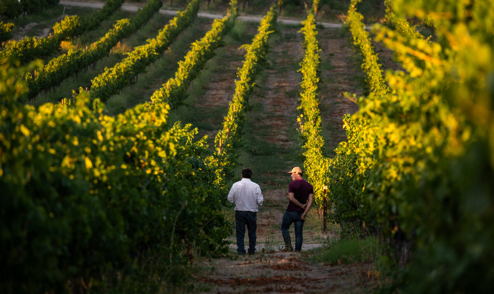 2-walkers-in-vineyard