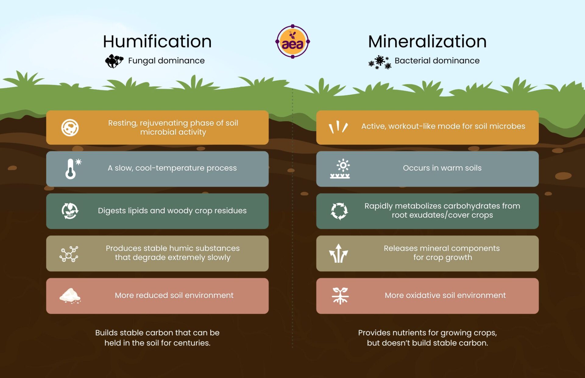 humification-vs-mineralization-infographic-half-page-v2