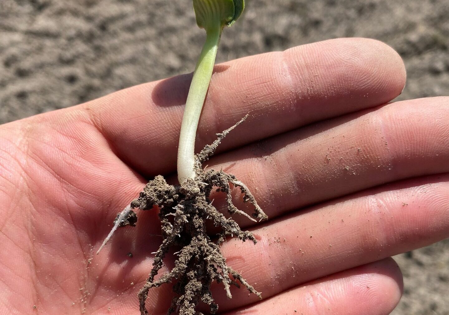 squash-seedling-in-pnw-treated-with-bcg-1