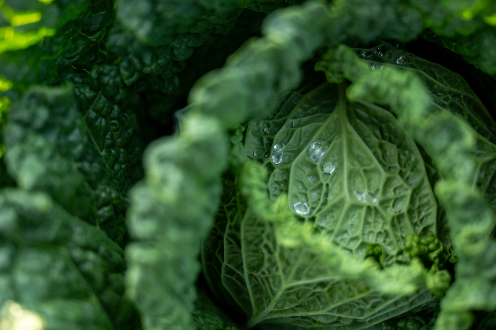 Aphids in Cabbage – Advancing Eco Agriculture