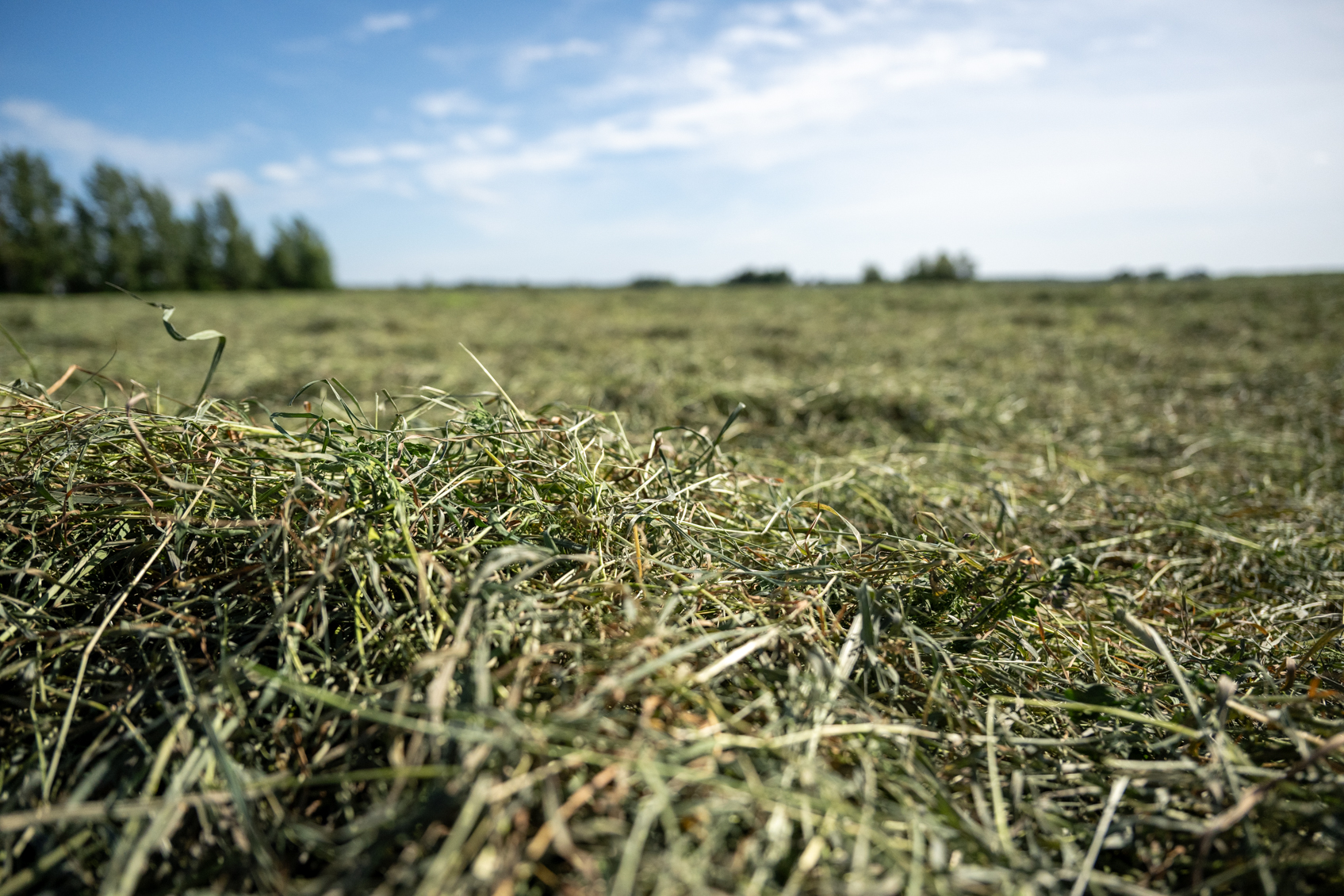 Controlling Alfalfa Weevils in Alfalfa