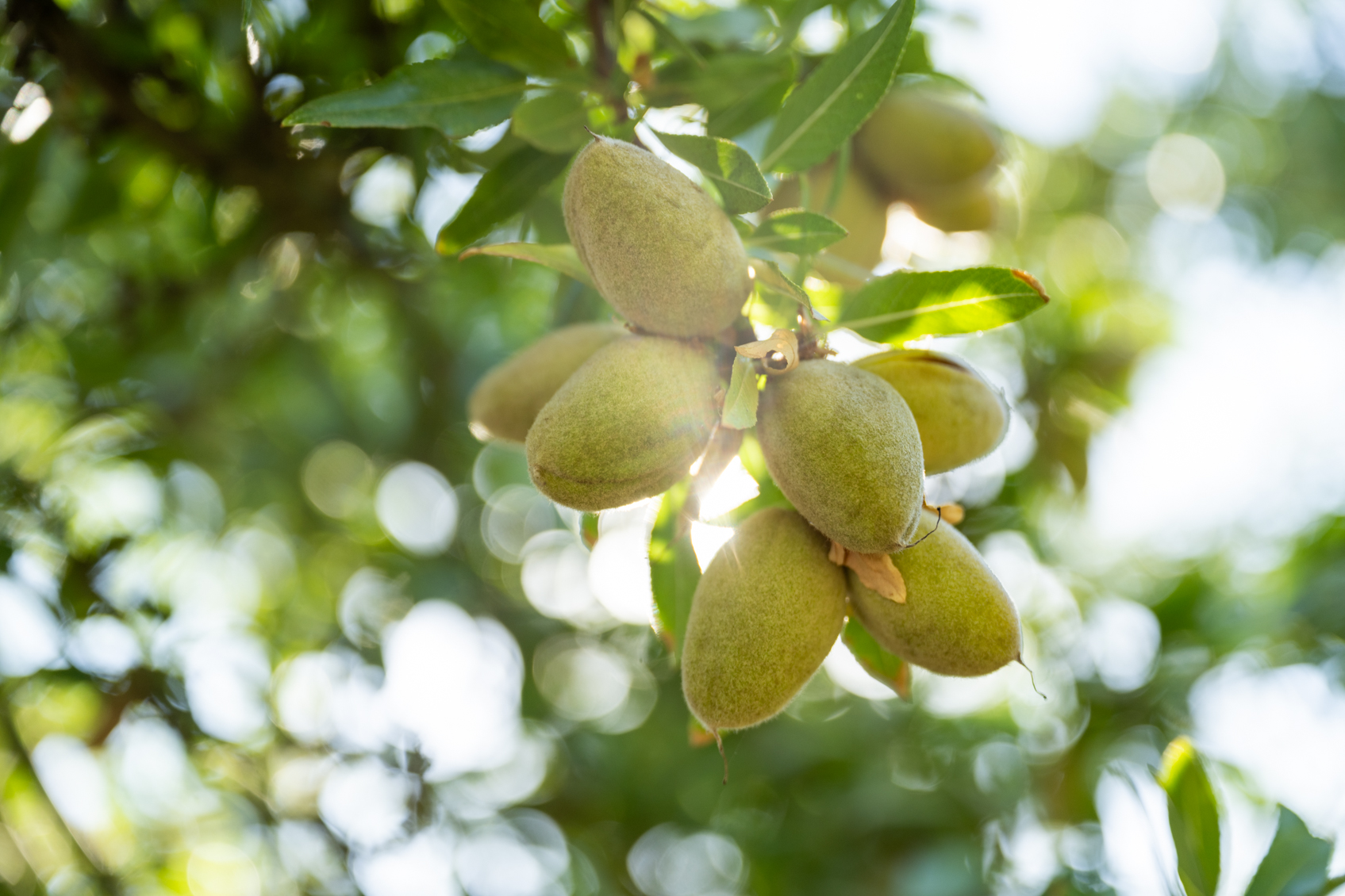 Controlling Almond Kernal Shrivel in Almonds