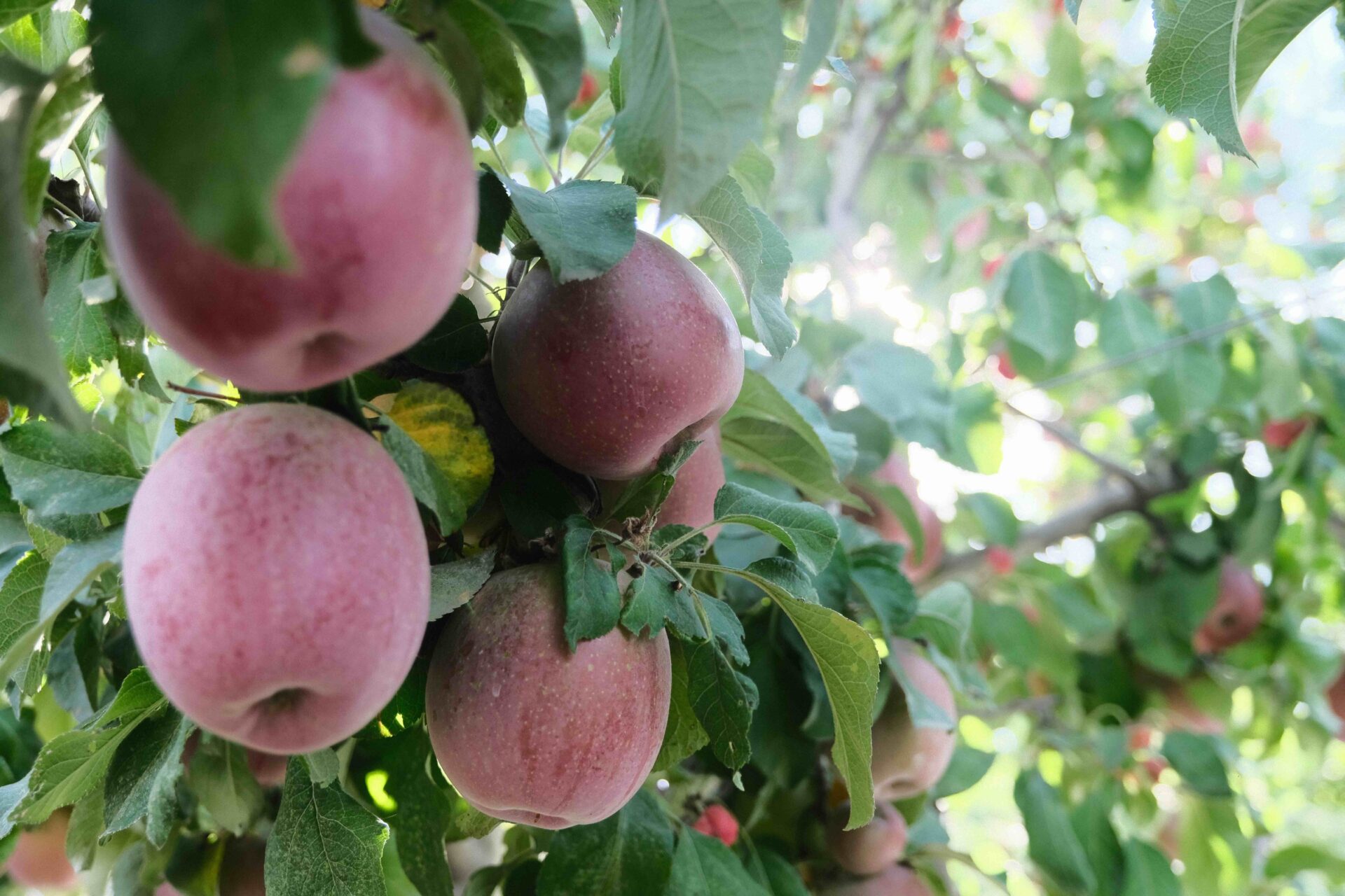 Controlling Bull's-eye Rot in Apples