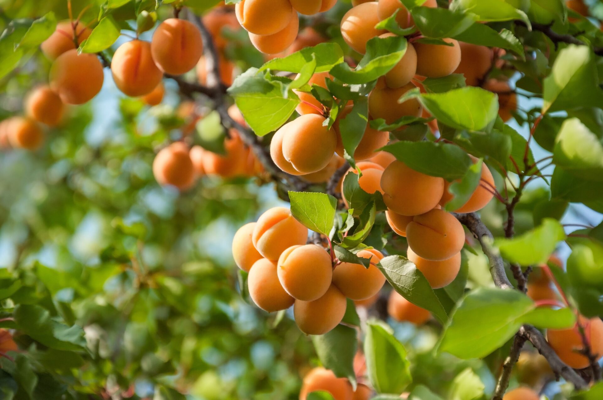 Controlling Fruit Blemish (Freckles) in Apricots