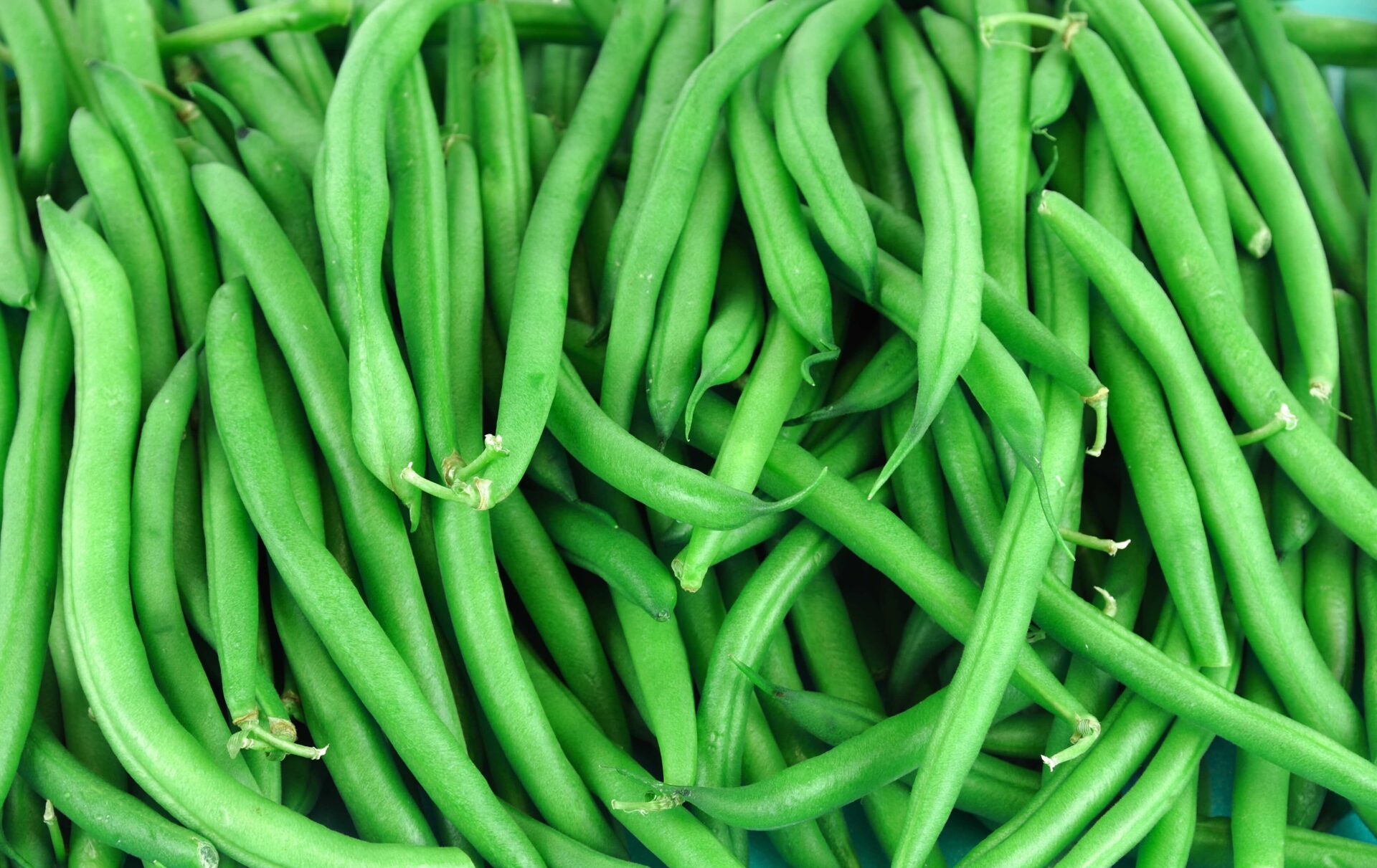 Controlling Cucumber Beetle in Beans