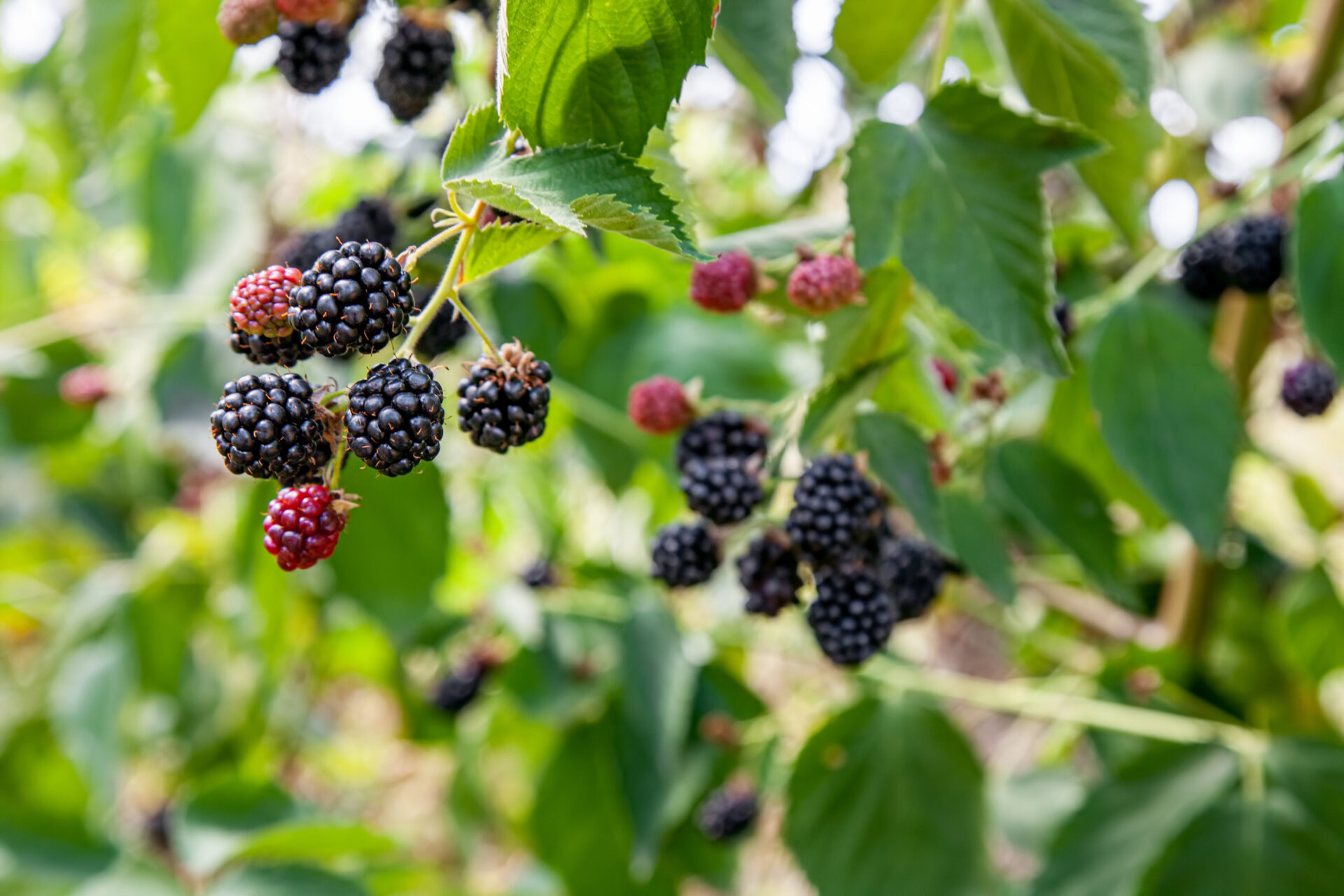 Controlling Raspberry cane maggot in Blackberries