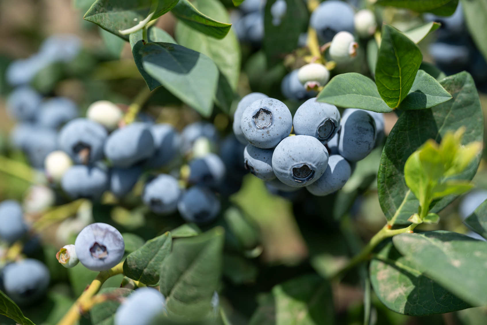 Controlling Scorch in Blueberries