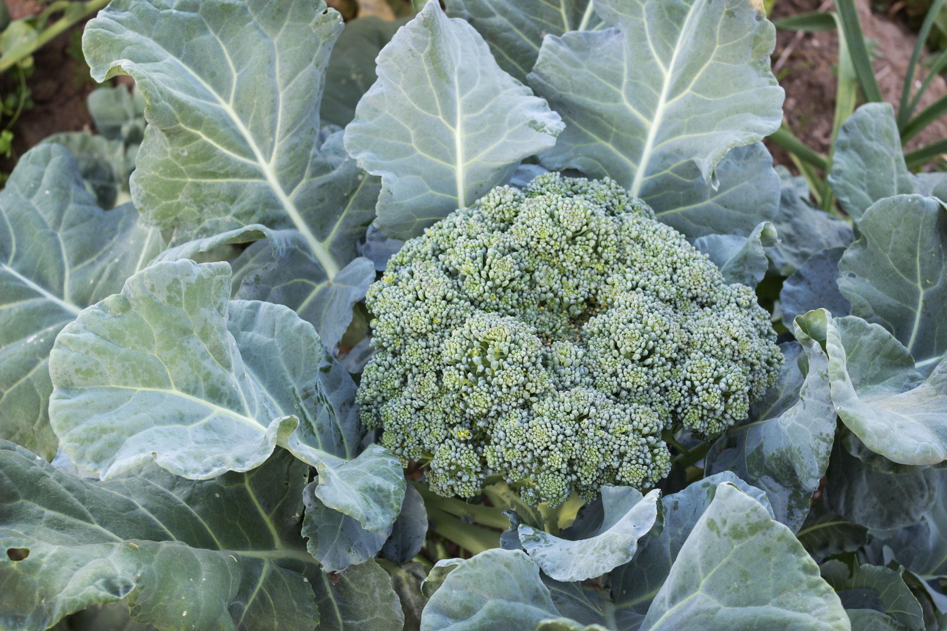 Controlling Club root in Broccoli