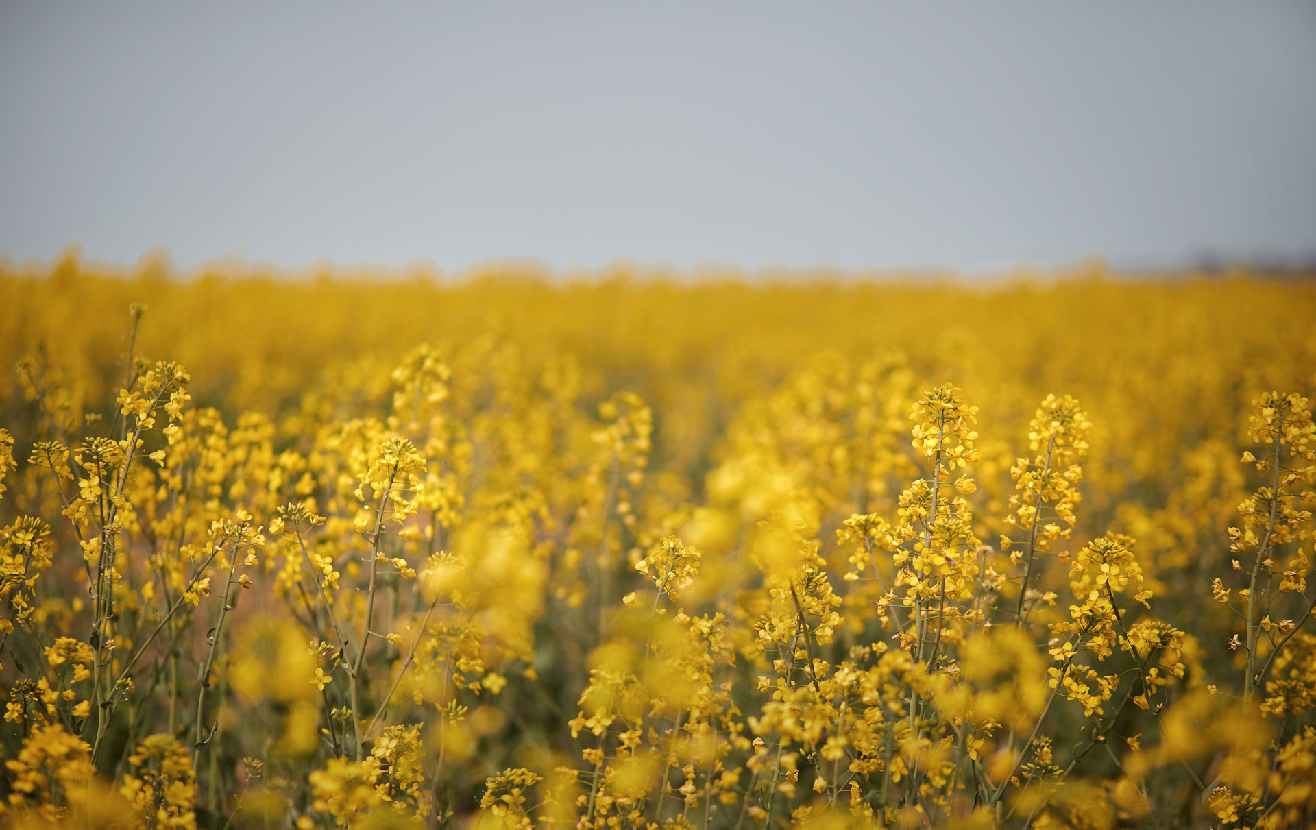 Controlling Aster Yellows in Canola