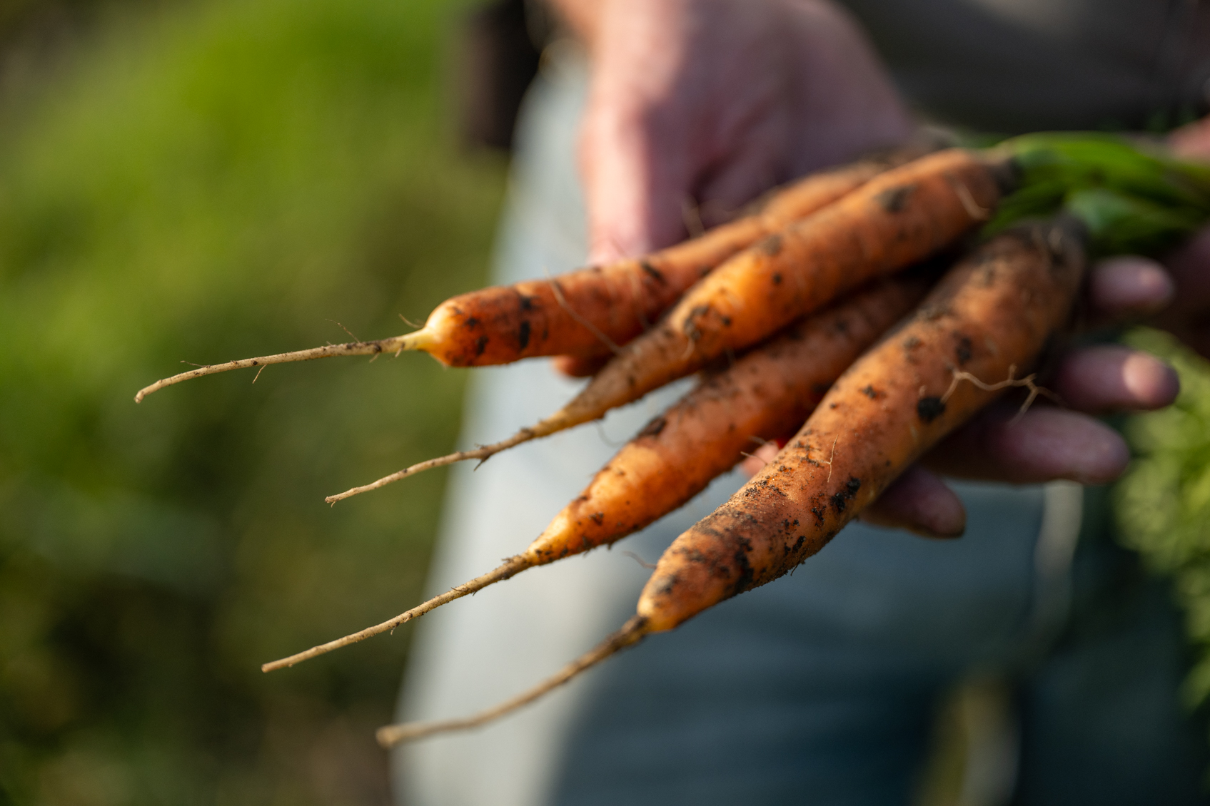 Controlling Root Knot Nematode in Carrots