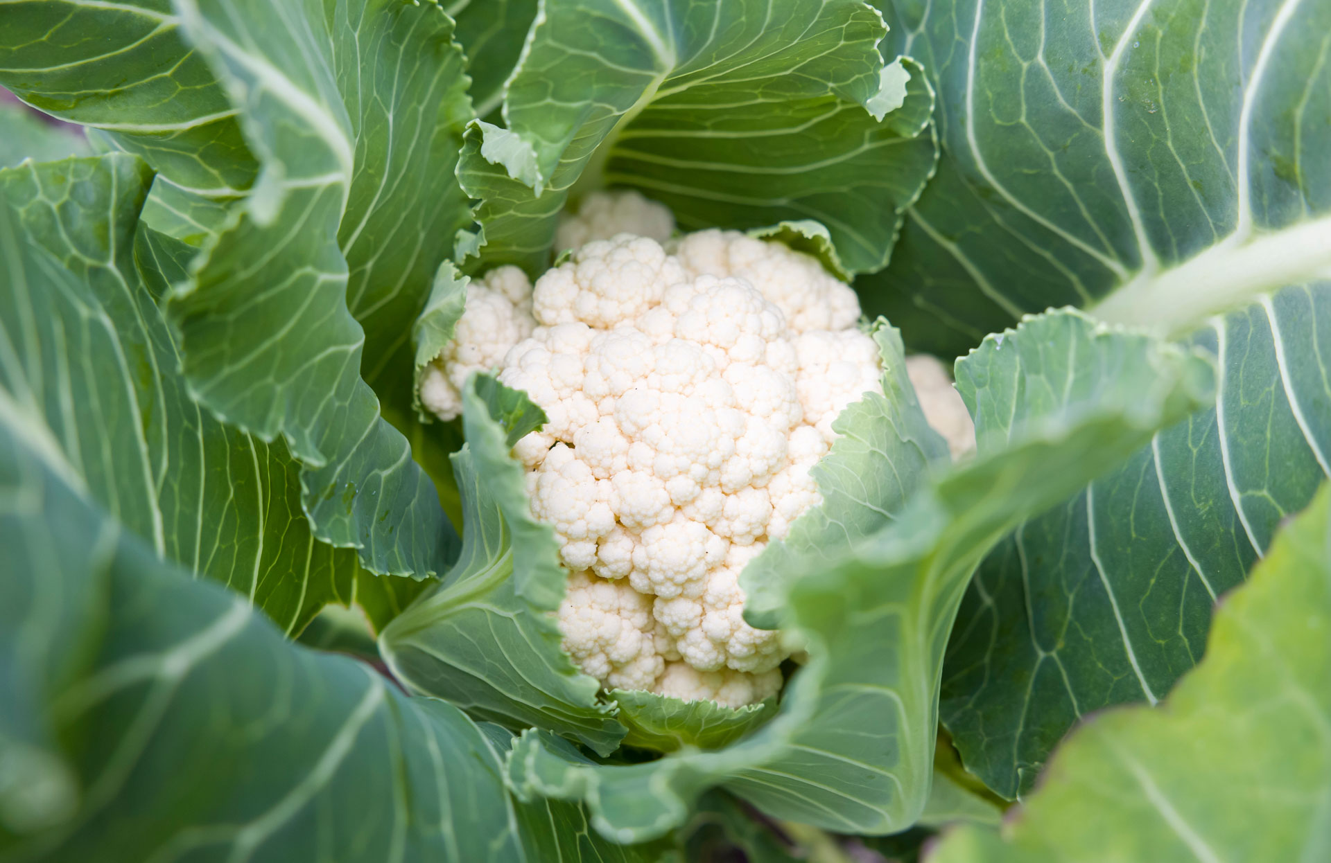 Controlling Club root in Cauliflower