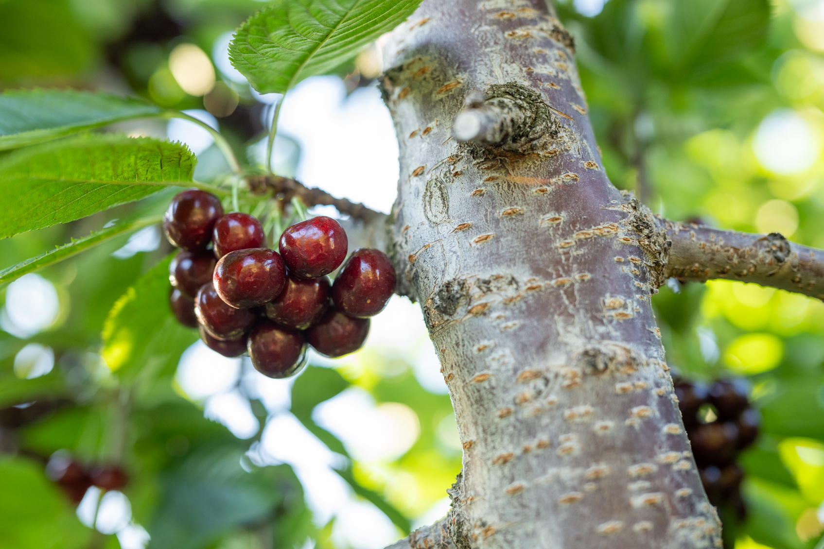 Controlling Apple-and-thorn skeletonizer in Cherries