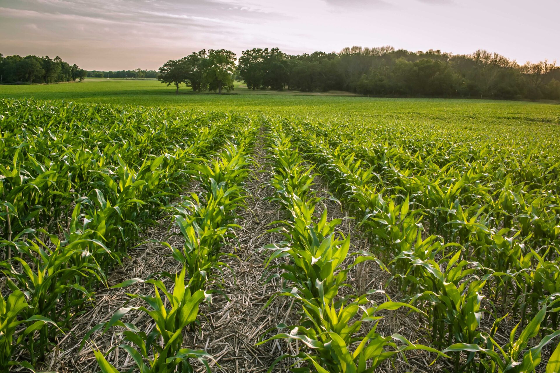 Controlling Spider Mites in Corn