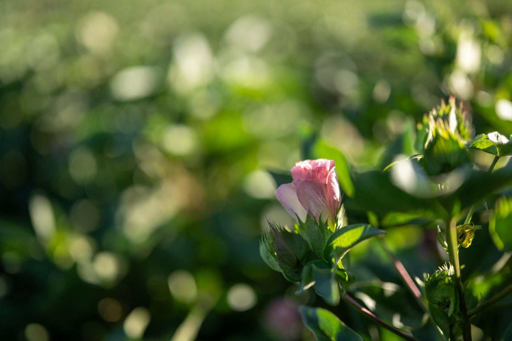 Controlling Bollworms in Cotton