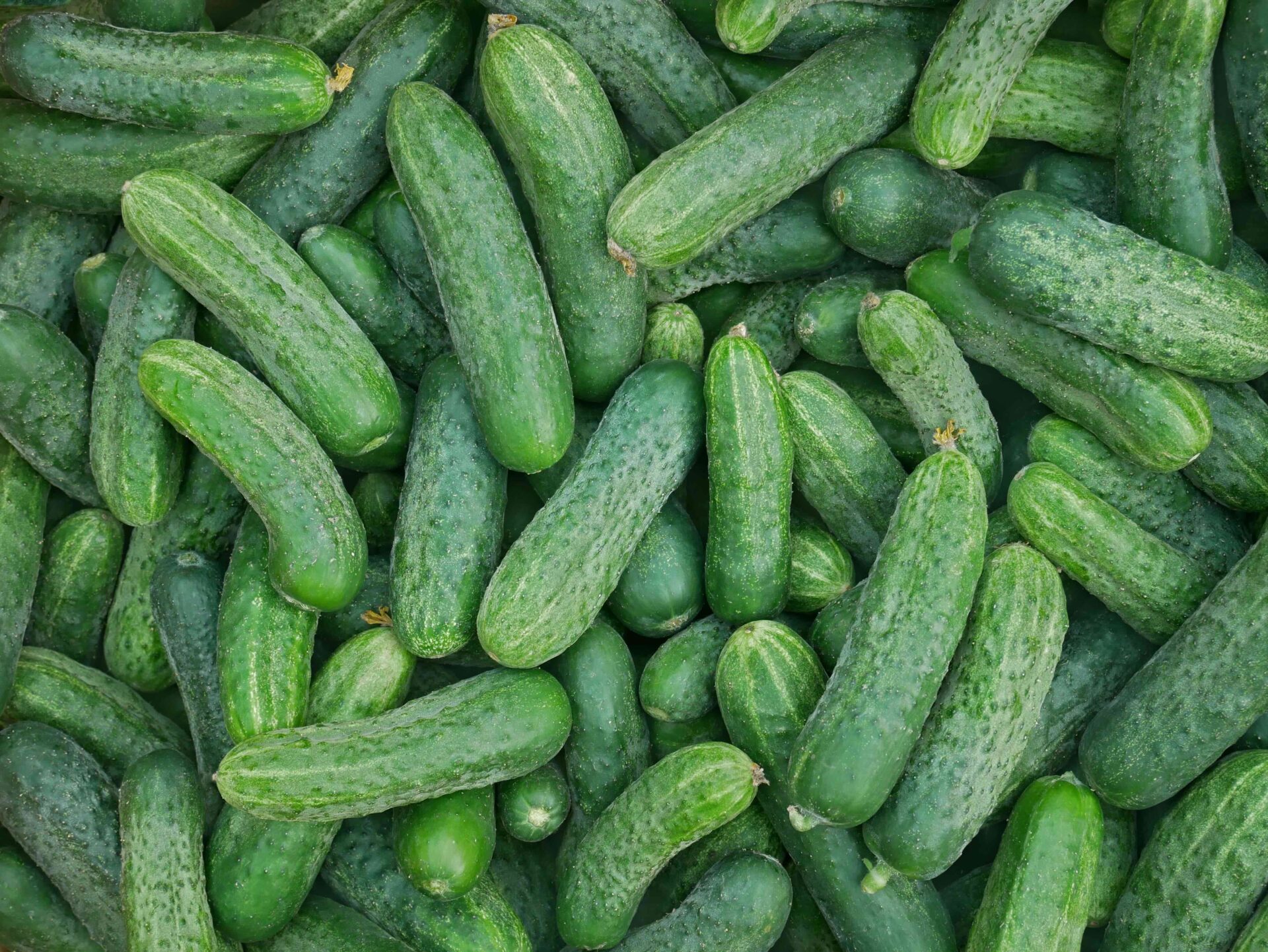 Controlling Downy Mildew in Cucumbers