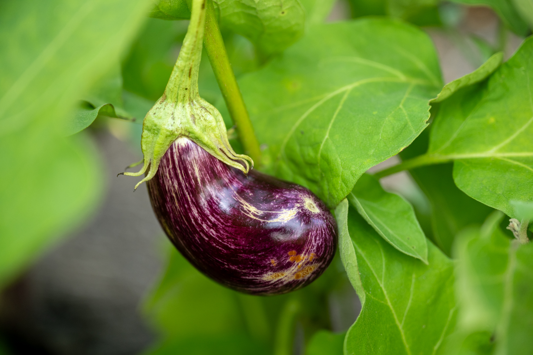 Controlling Early blight in Eggplant