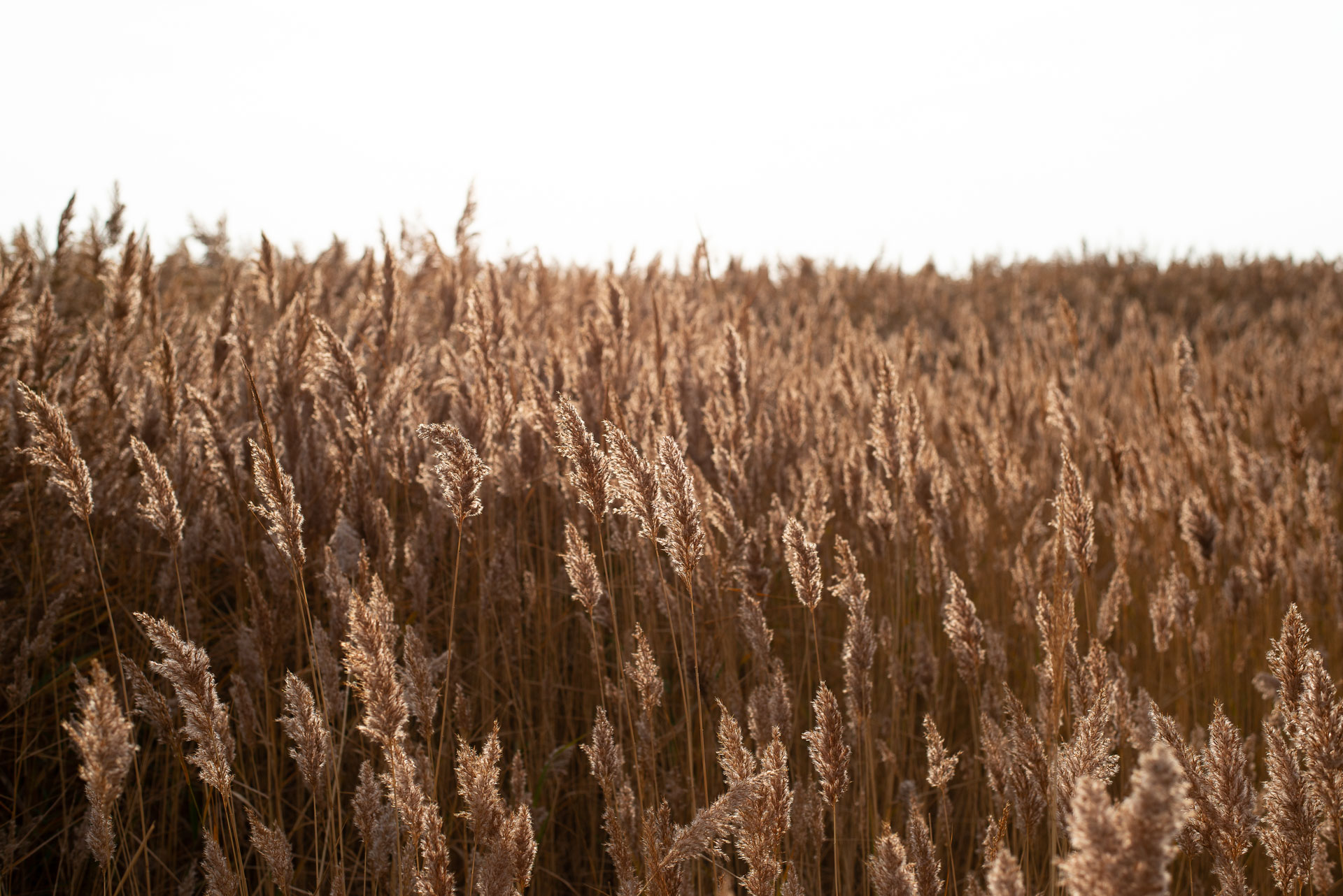 Controlling Pythium in Esparto