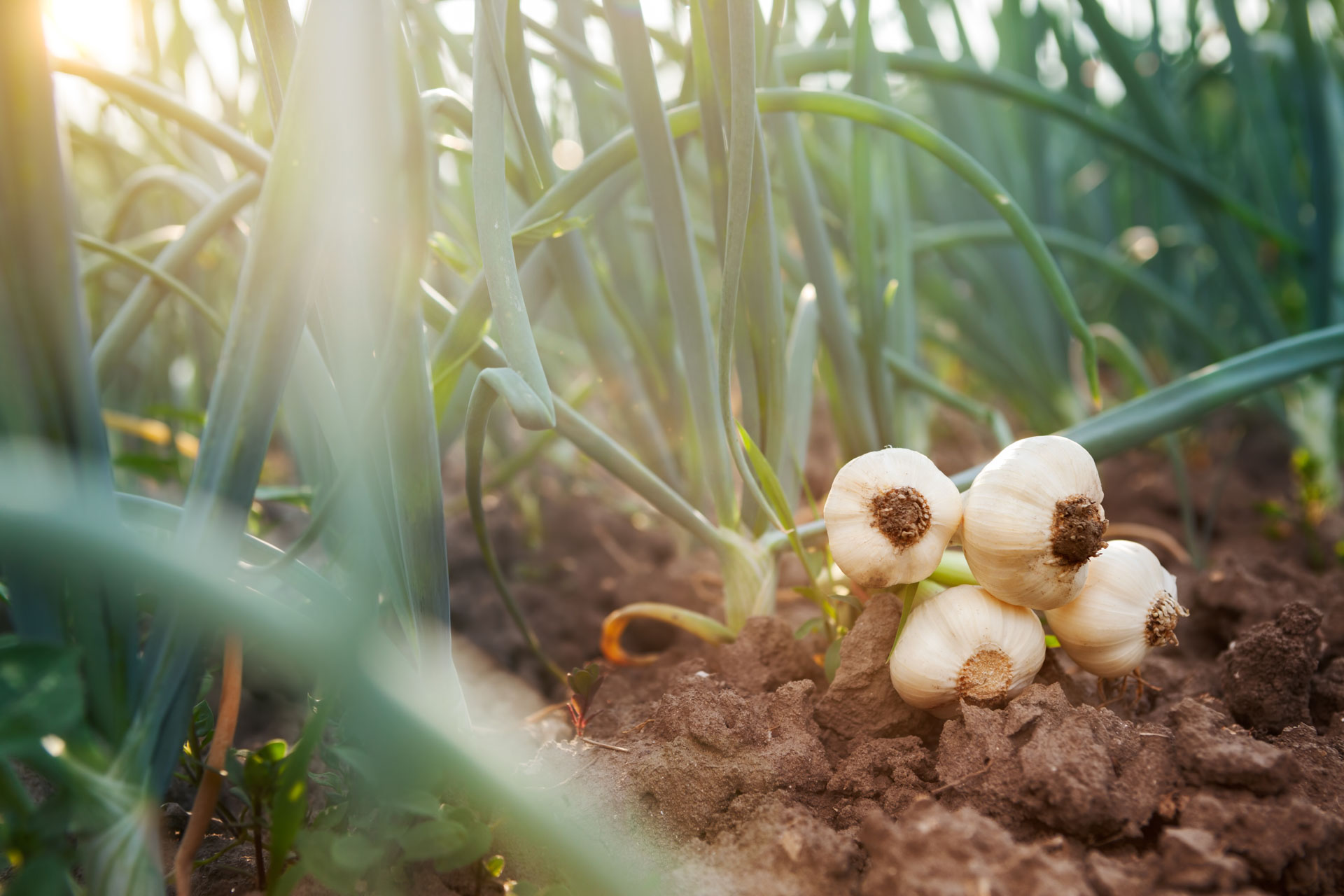 Controlling Cutworm  in Garlic