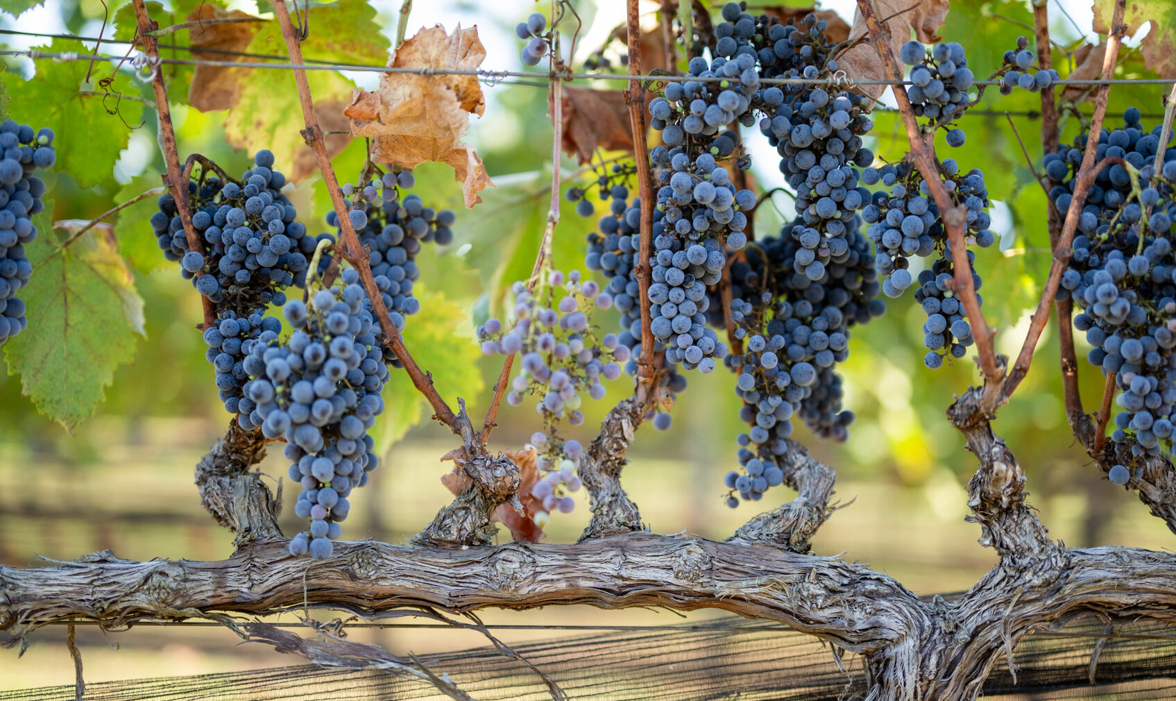 grapes-2