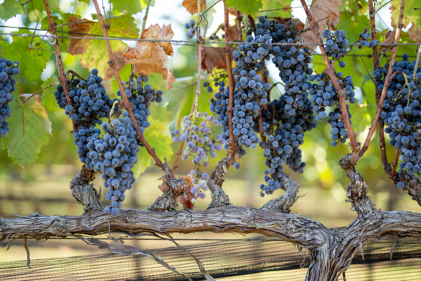 Controlling White rot  in Grapes