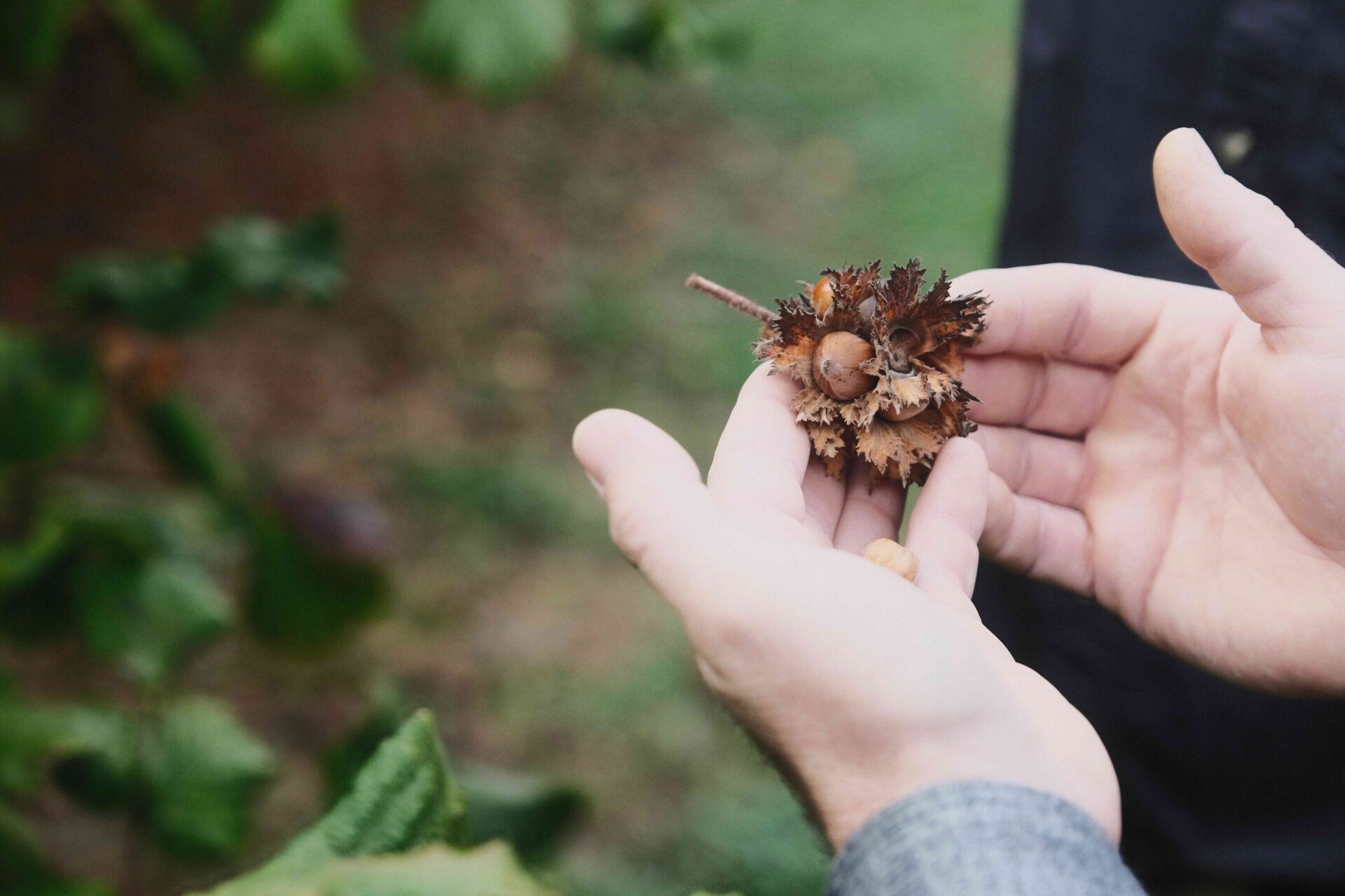 Controlling Brown Marmorated Stink Bug in Hazelnuts