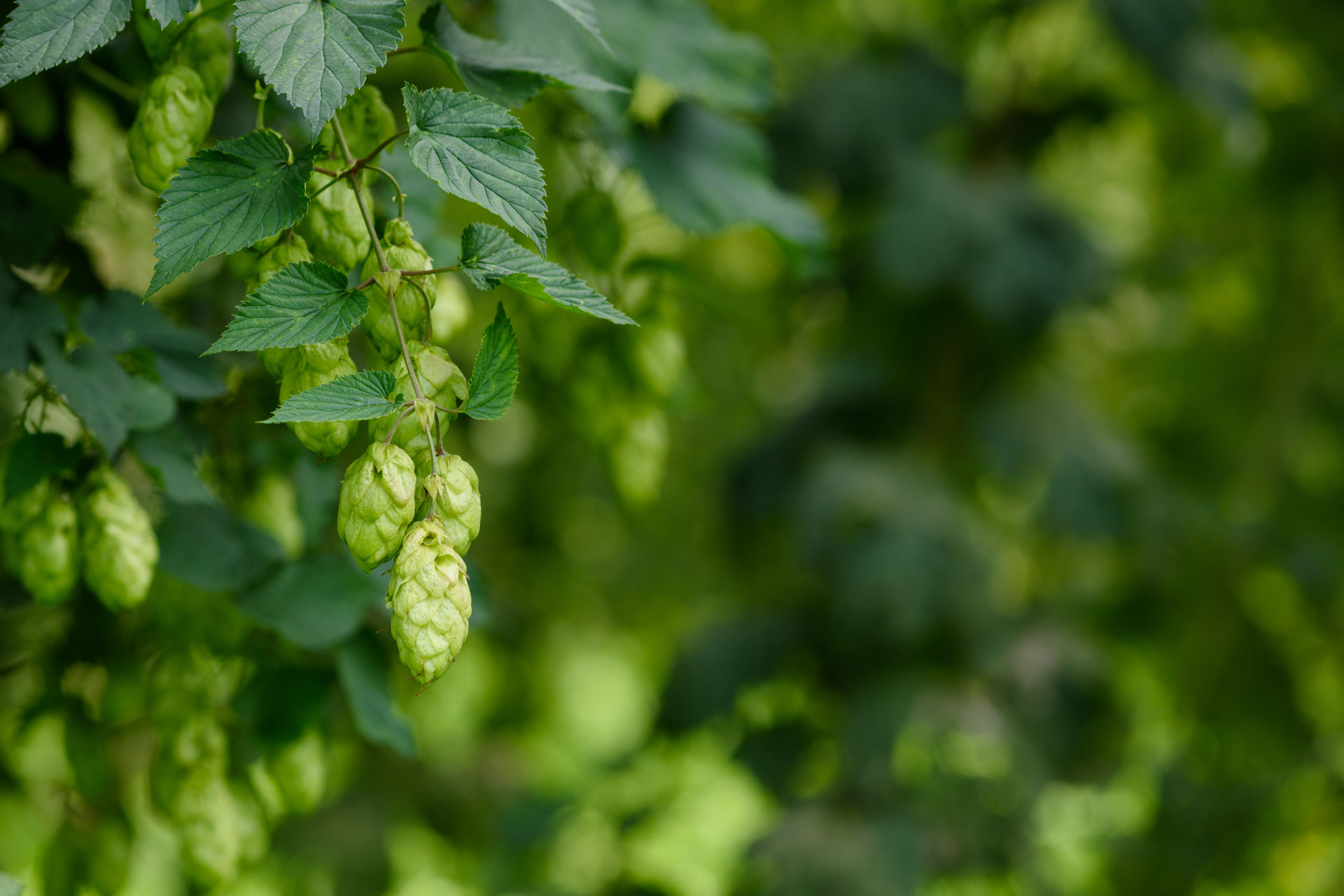 Controlling Verticillium Wilt in Hops