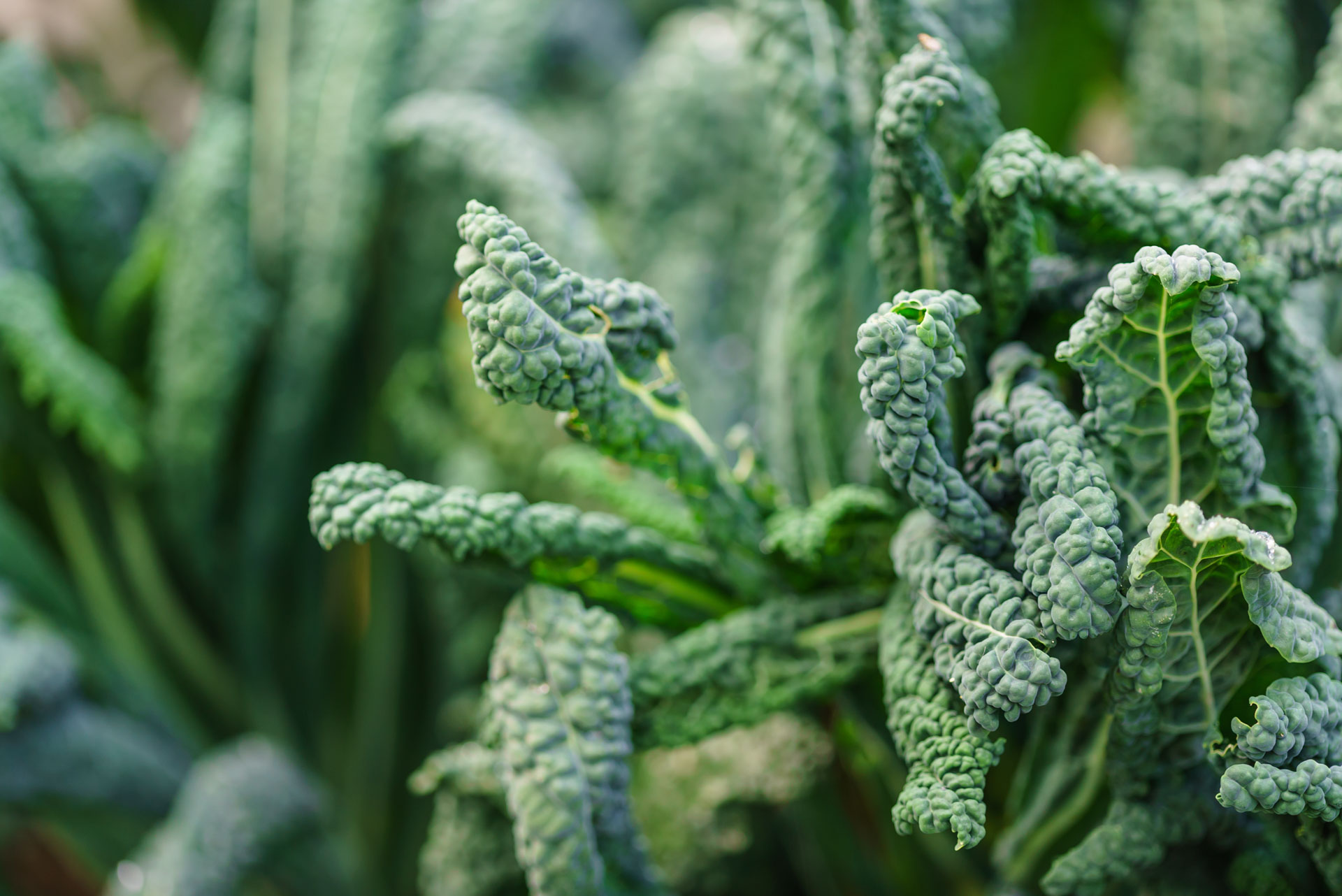 Controlling Black leg in Kale