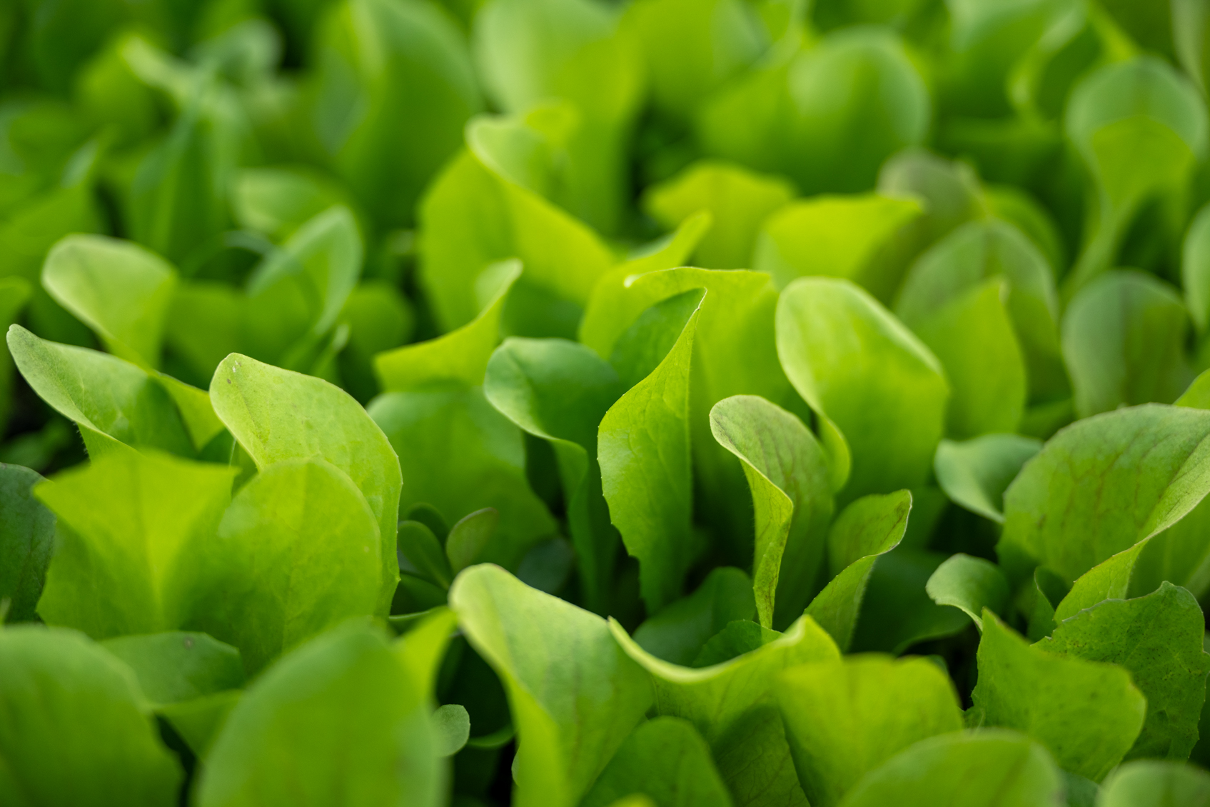 Controlling Imported cabbage worms in Lettuce