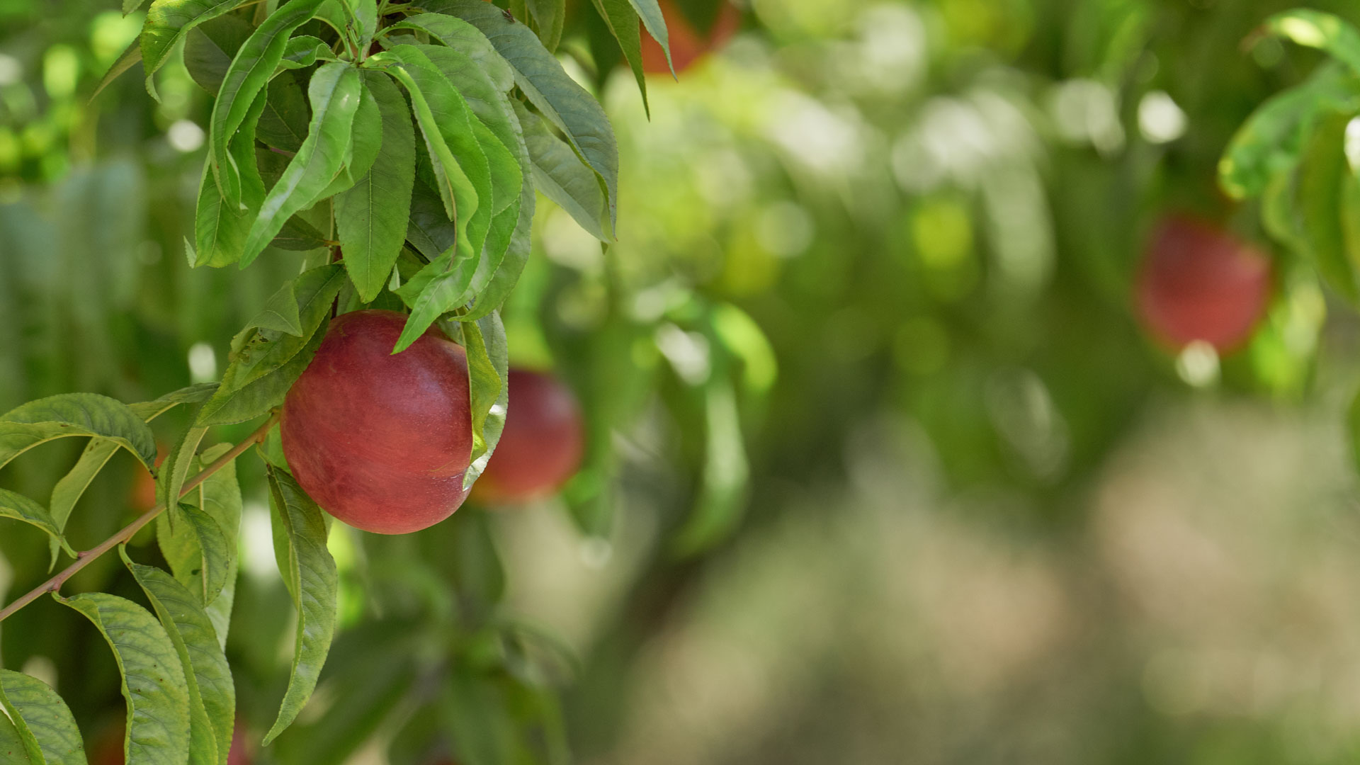 Controlling Russeting in Nectarines