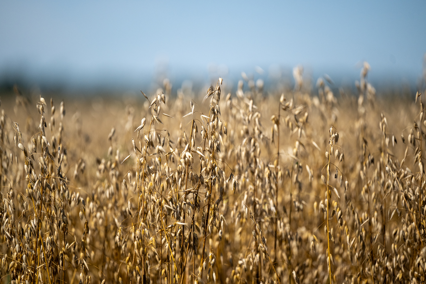 Controlling Sawfly in Oats