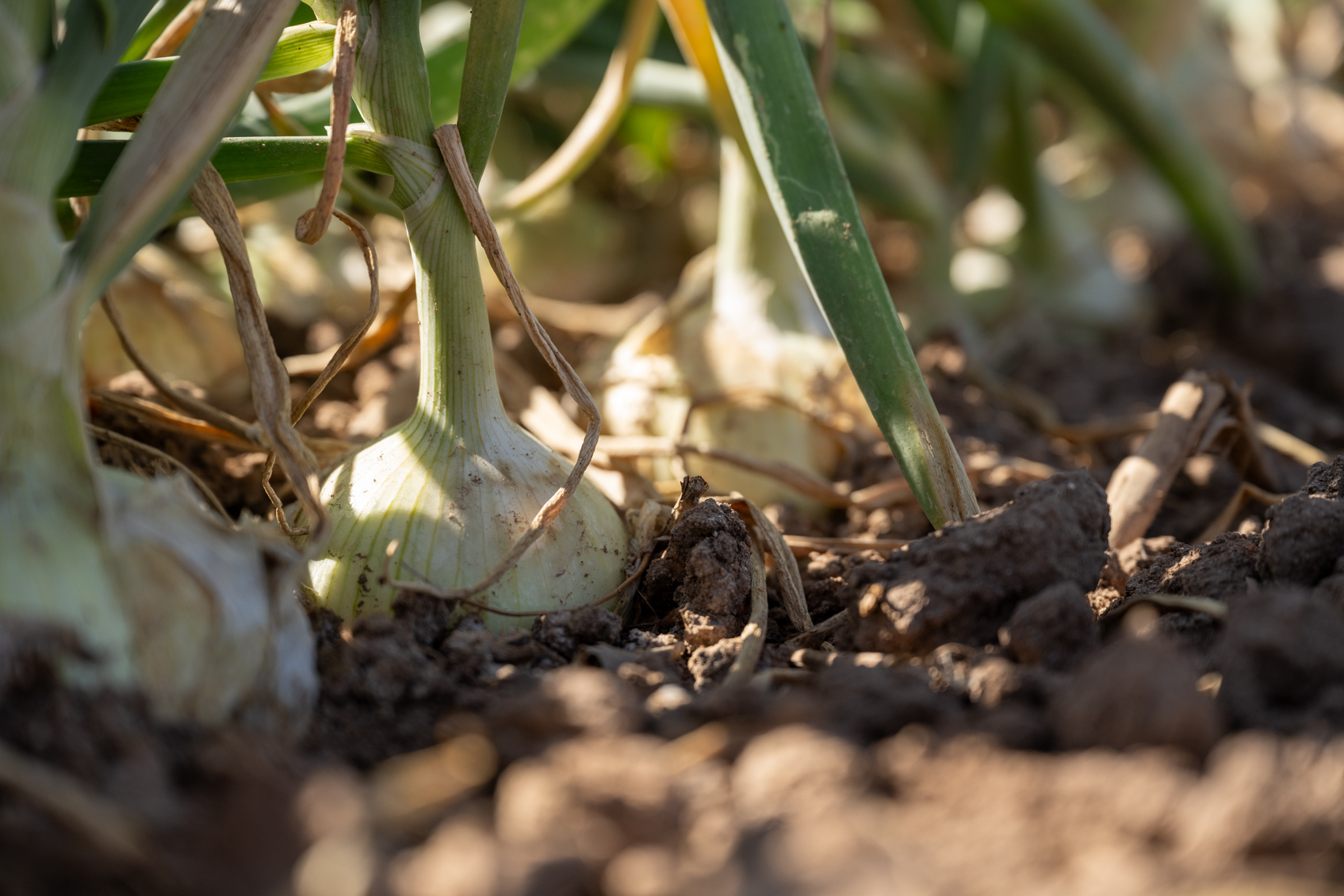 Controlling Center rot in Onions