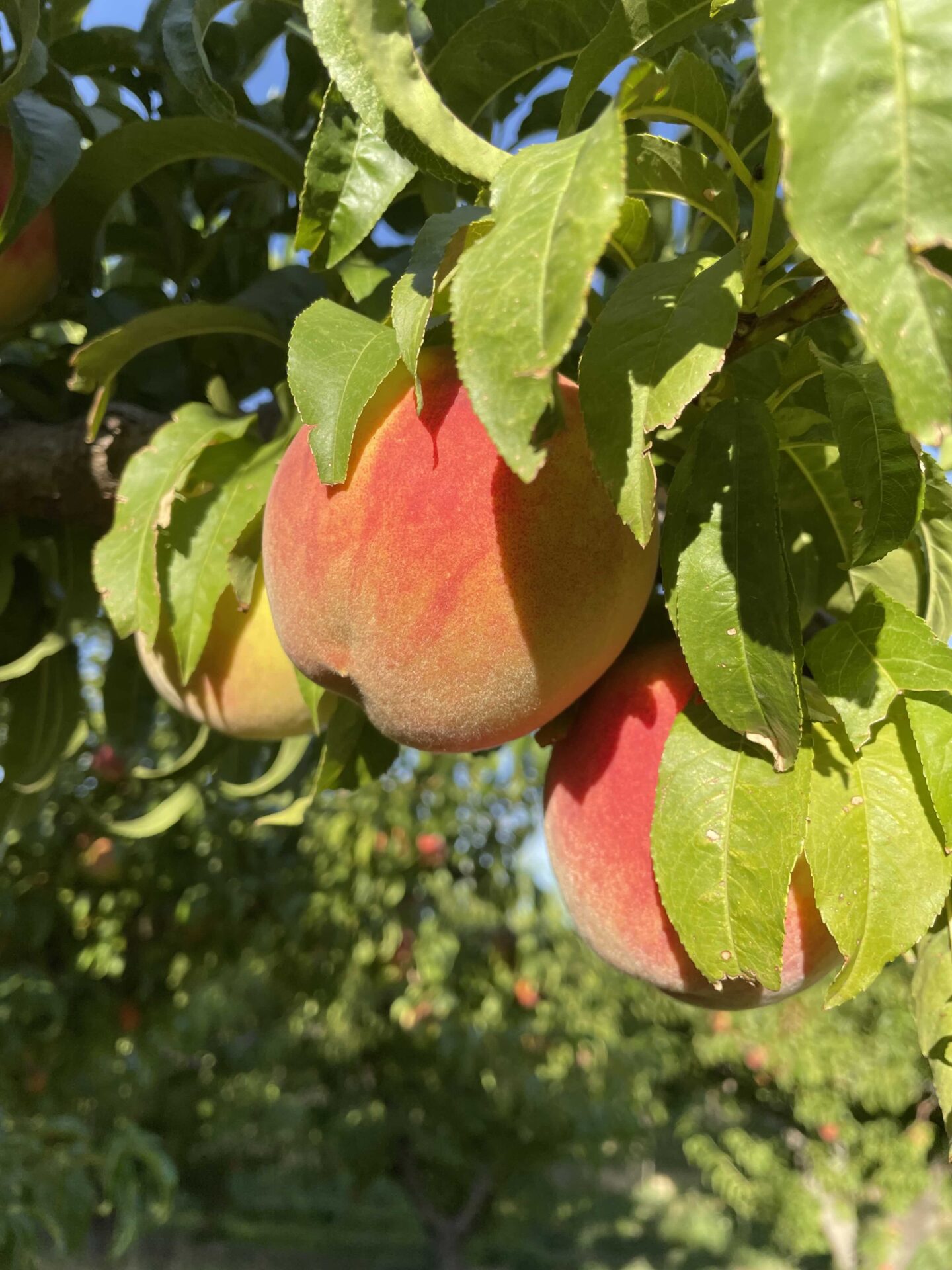 Controlling Gumming in Peaches