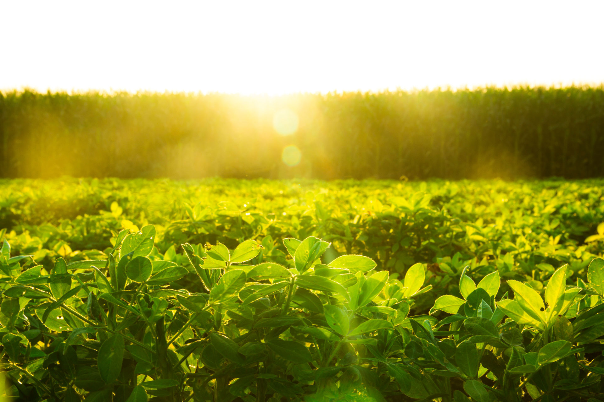 Controlling Southern Blight in Peanuts