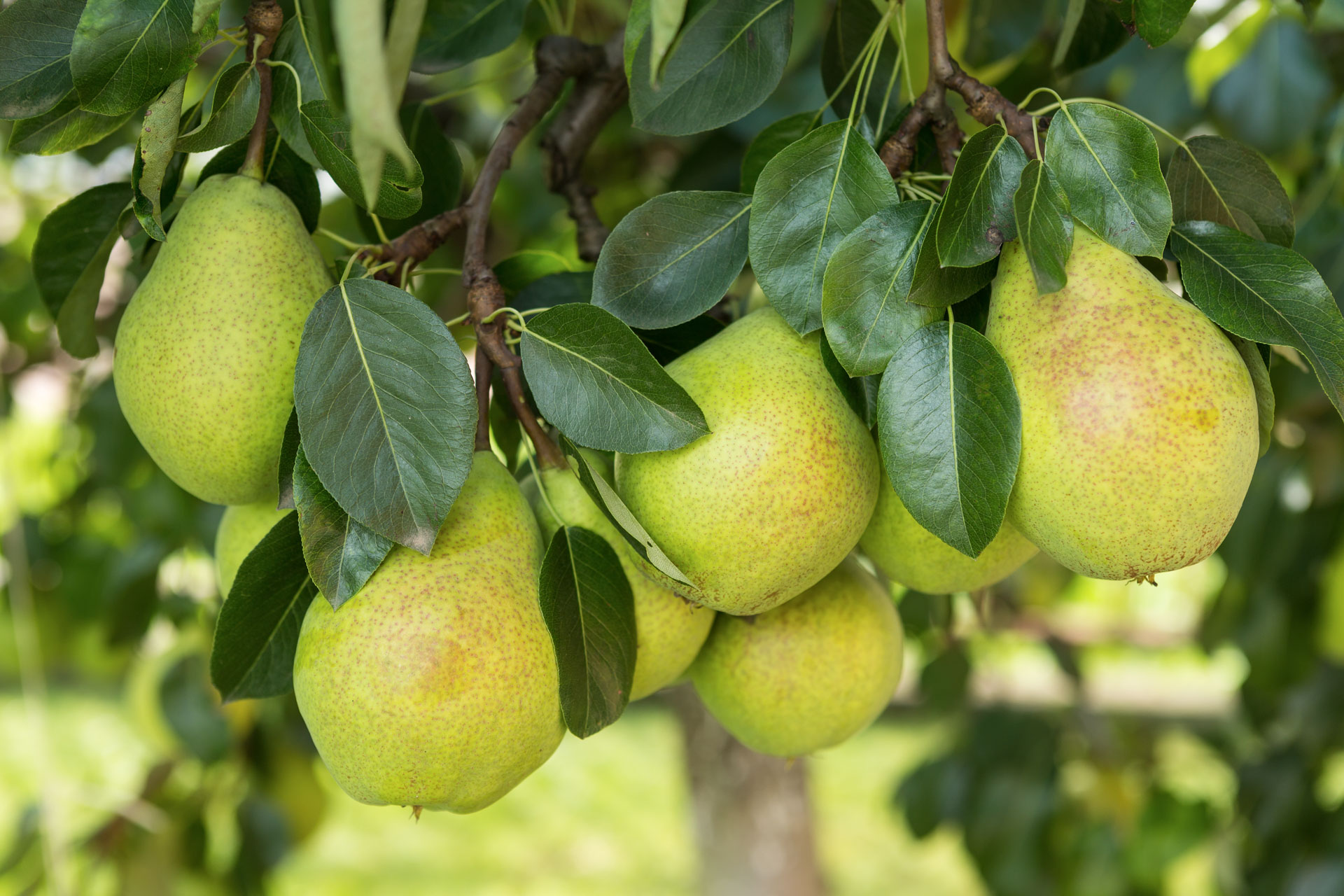 Controlling Decline in Pears