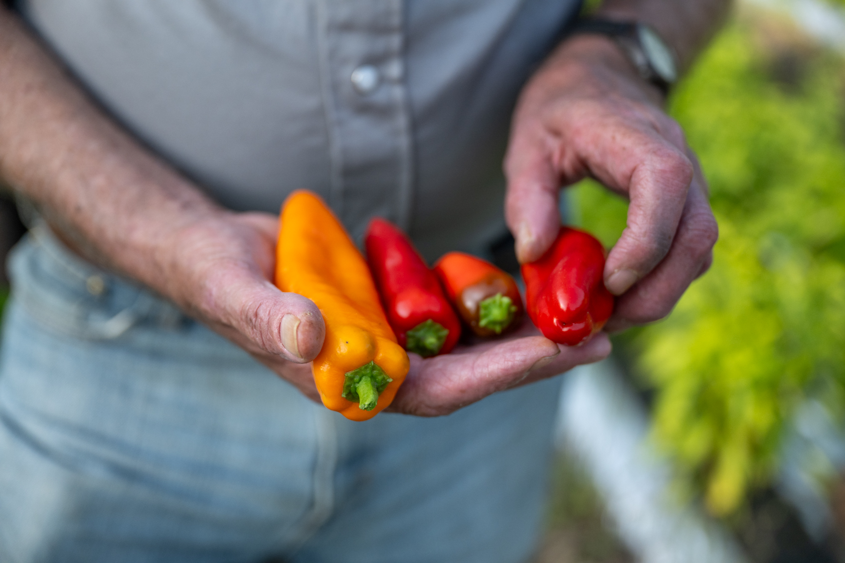 Controlling Hornworm in Peppers