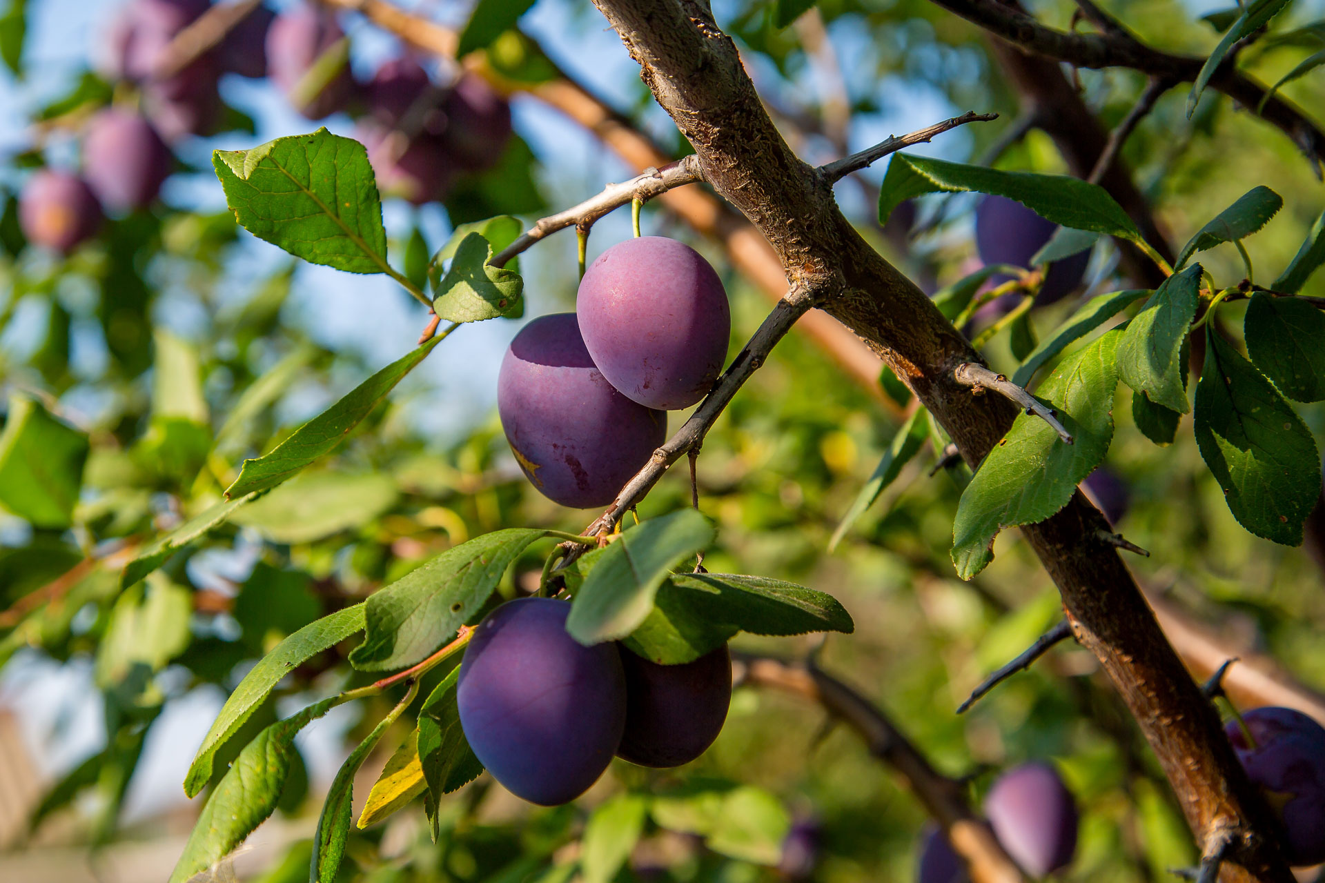 Controlling Leaf Spots in Plums