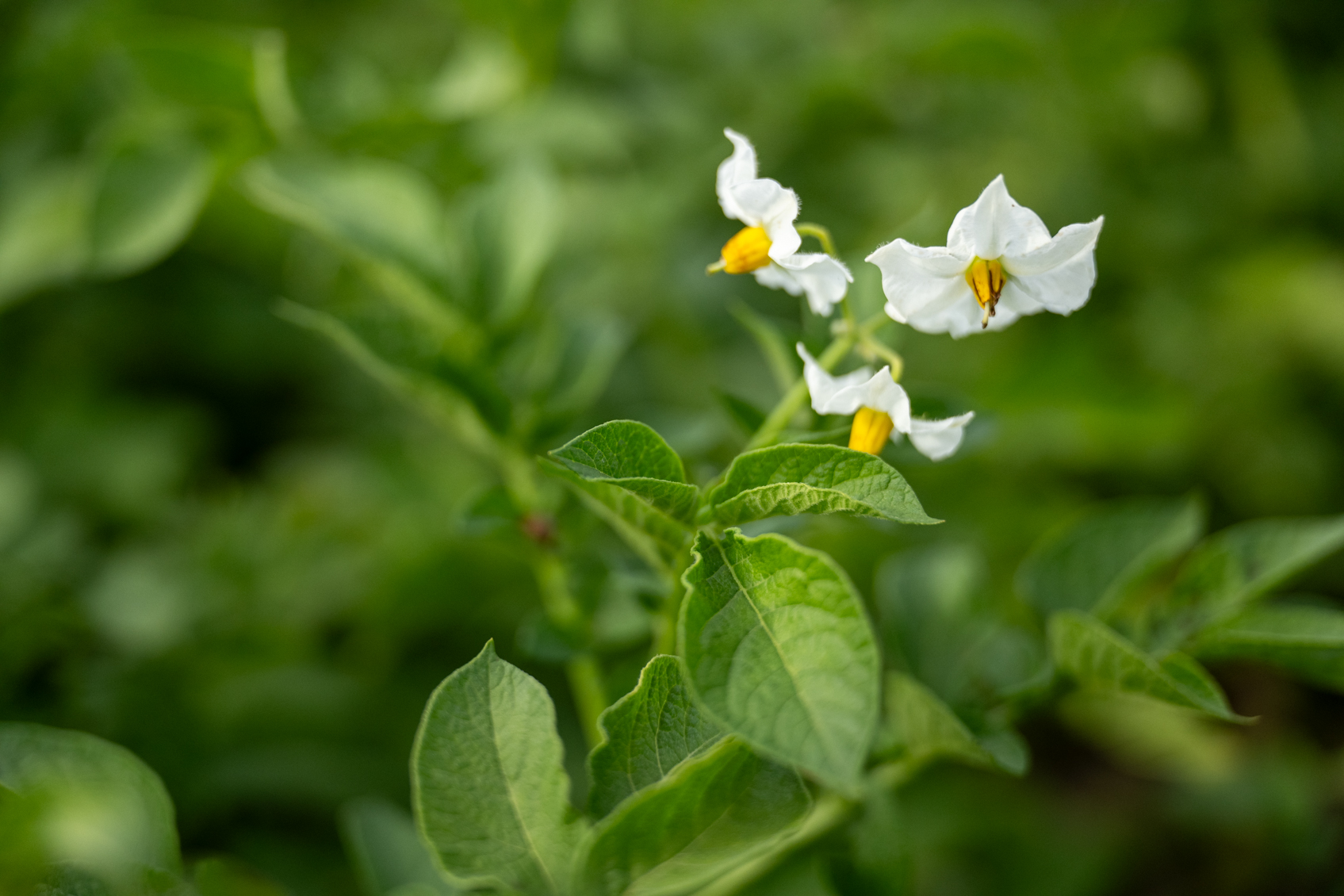 Controlling Green Dwarf (Curly Top) in Potatoes