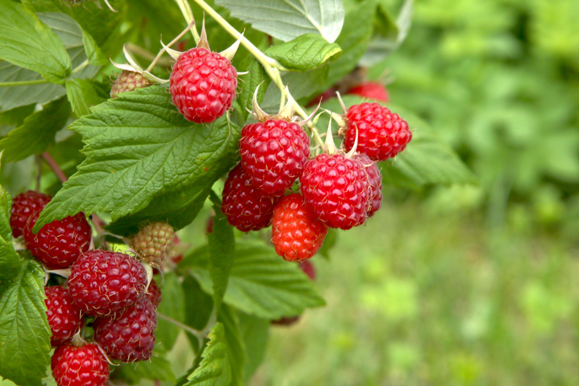 Controlling Crown and Cane Gall in Raspberries