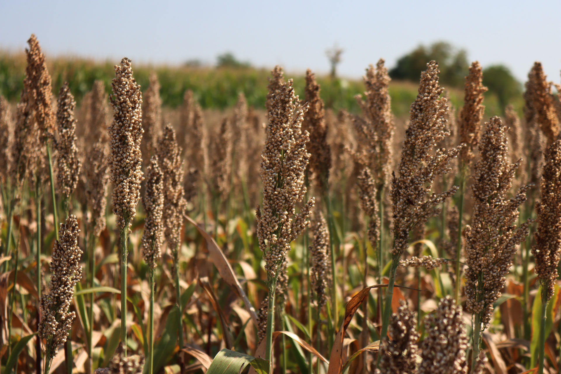 Controlling Grasshoppers in Sorghum