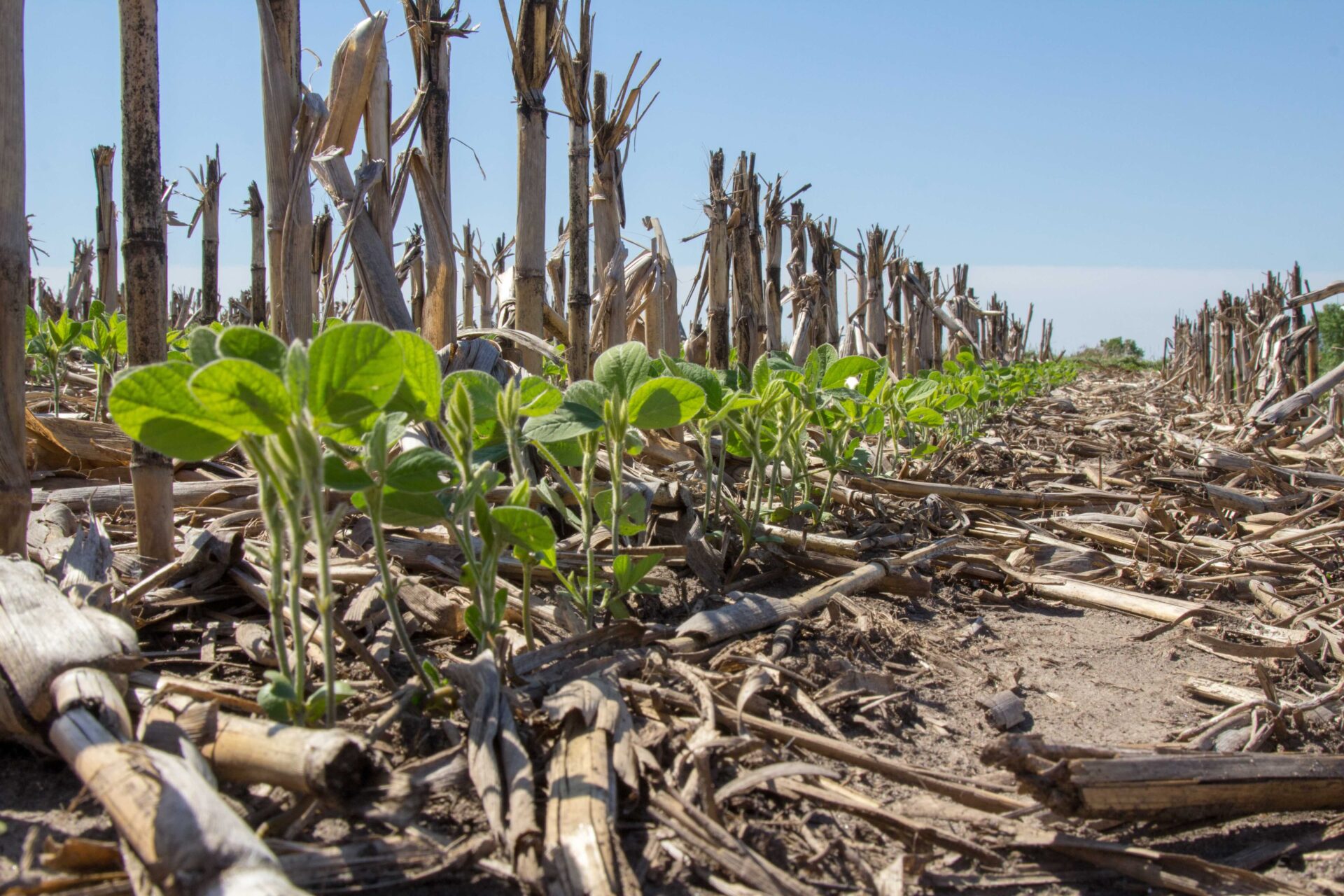 Controlling Spider Mite in Soybeans