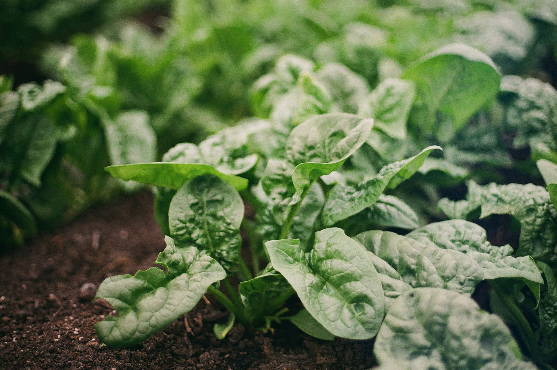 Controlling Loopers in Spinach