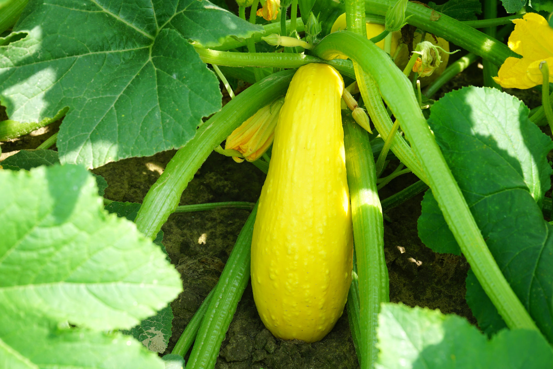 Controlling Phytopthera in Squash