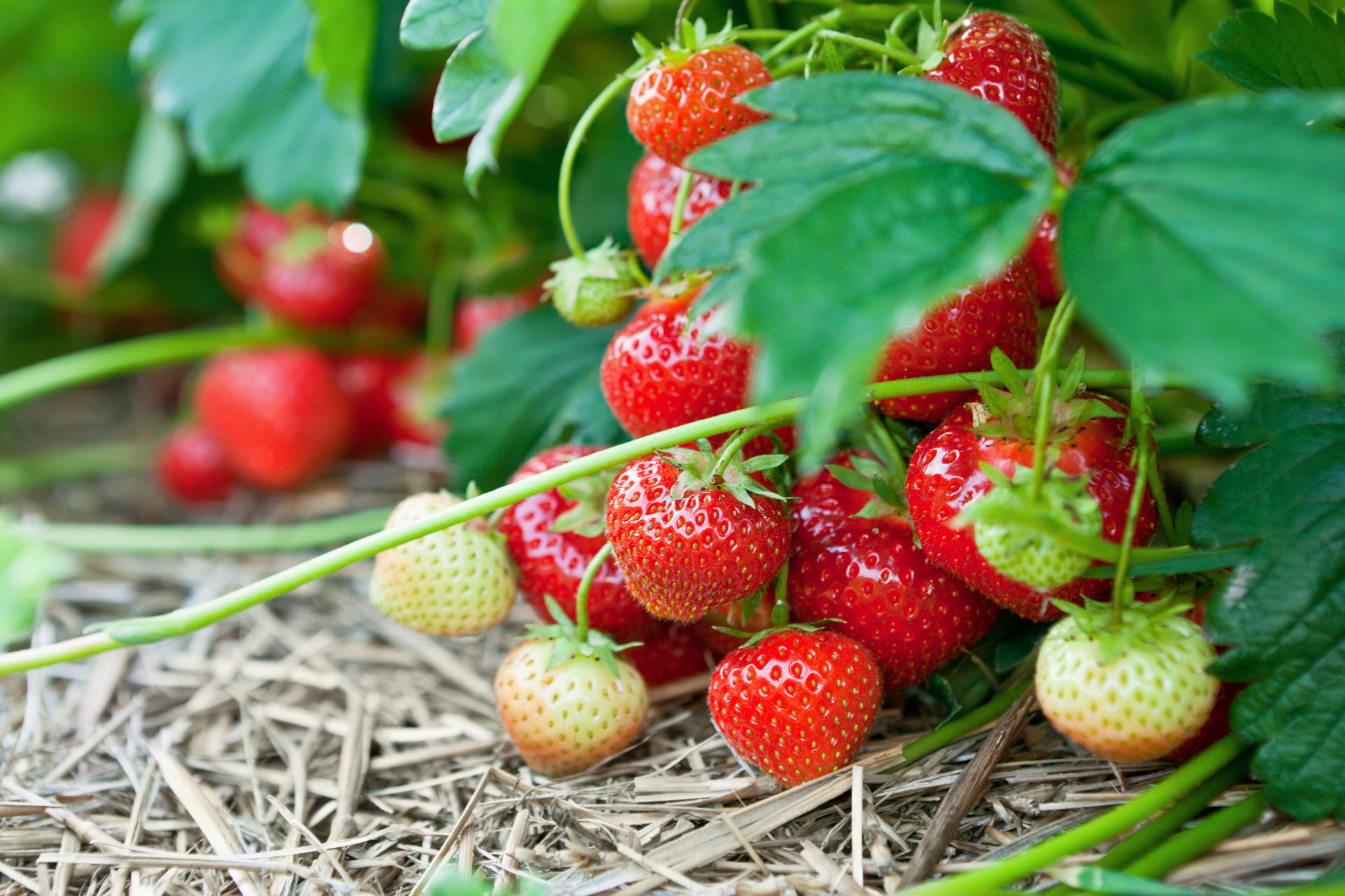 Controlling Black Root Rot Complex in Strawberries