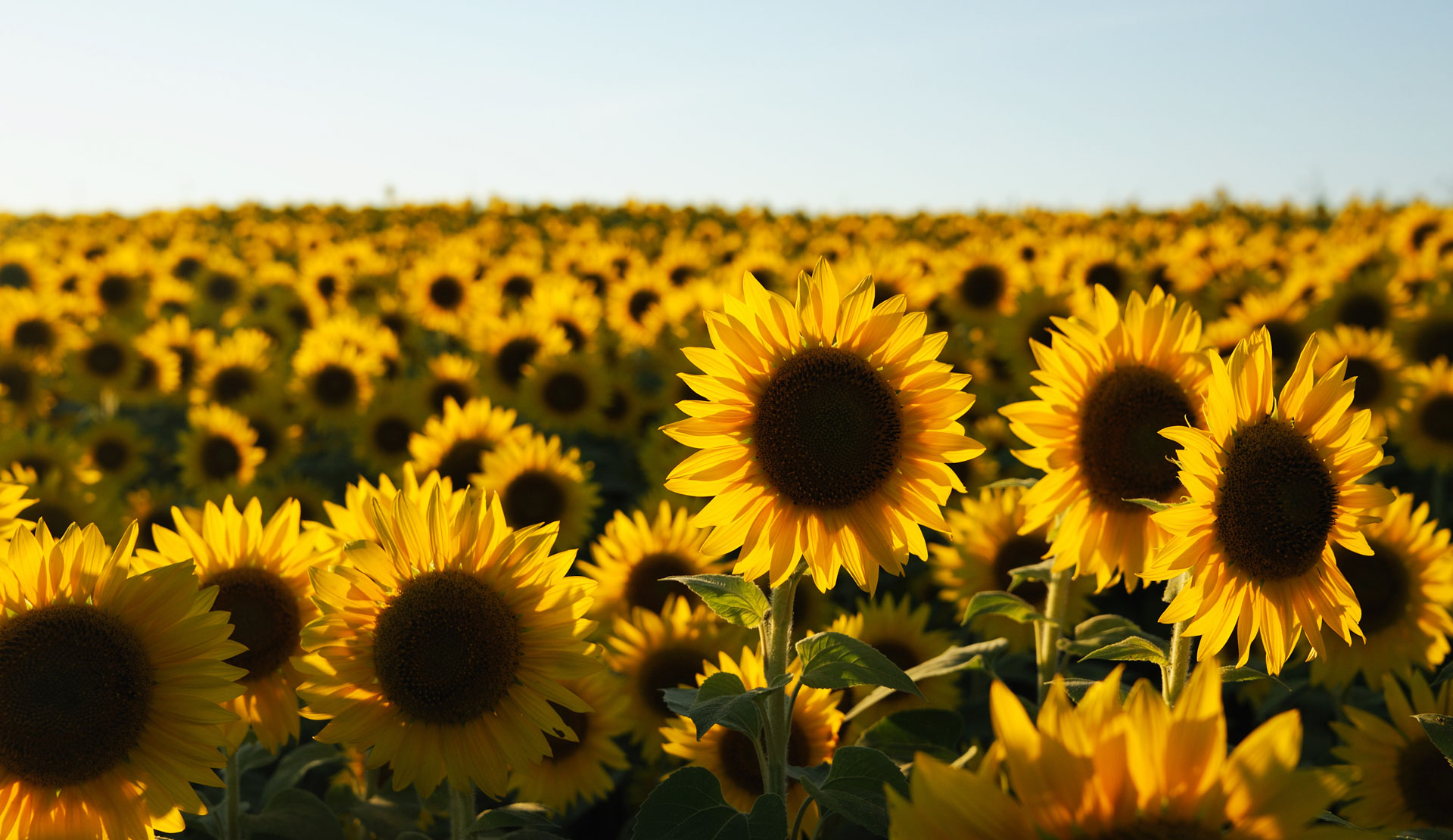 Controlling Sclerotinia head rot in Sunflowers