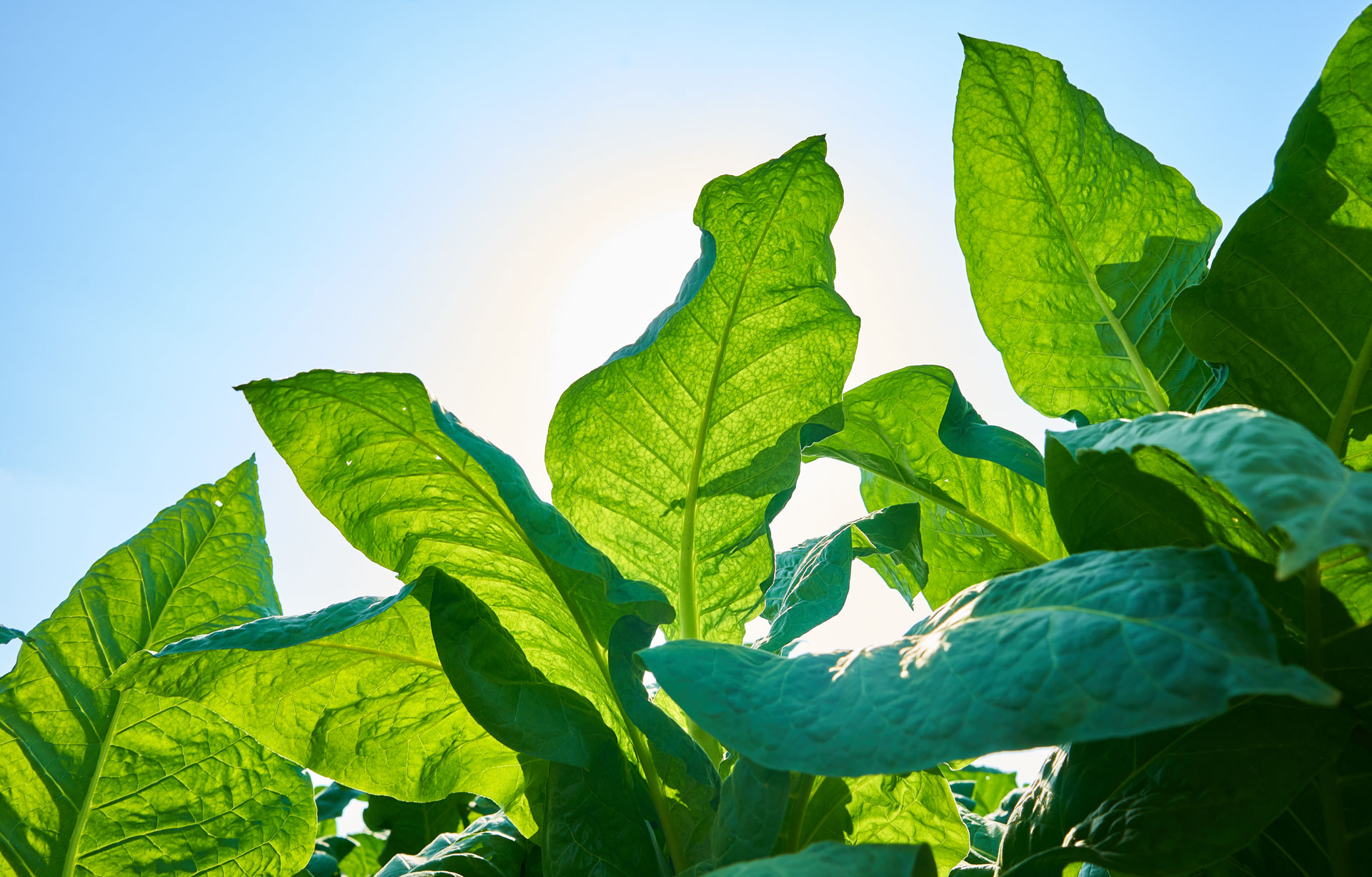 Controlling Suckflies in Tobacco