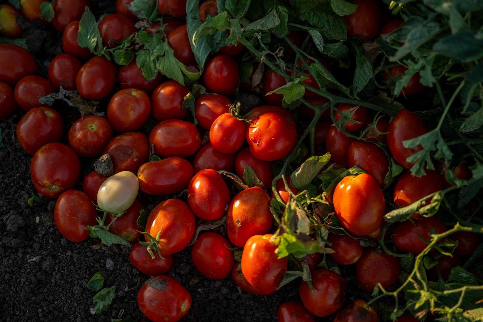 Controlling Early Blight/alternaria leaf spot in Tomatoes