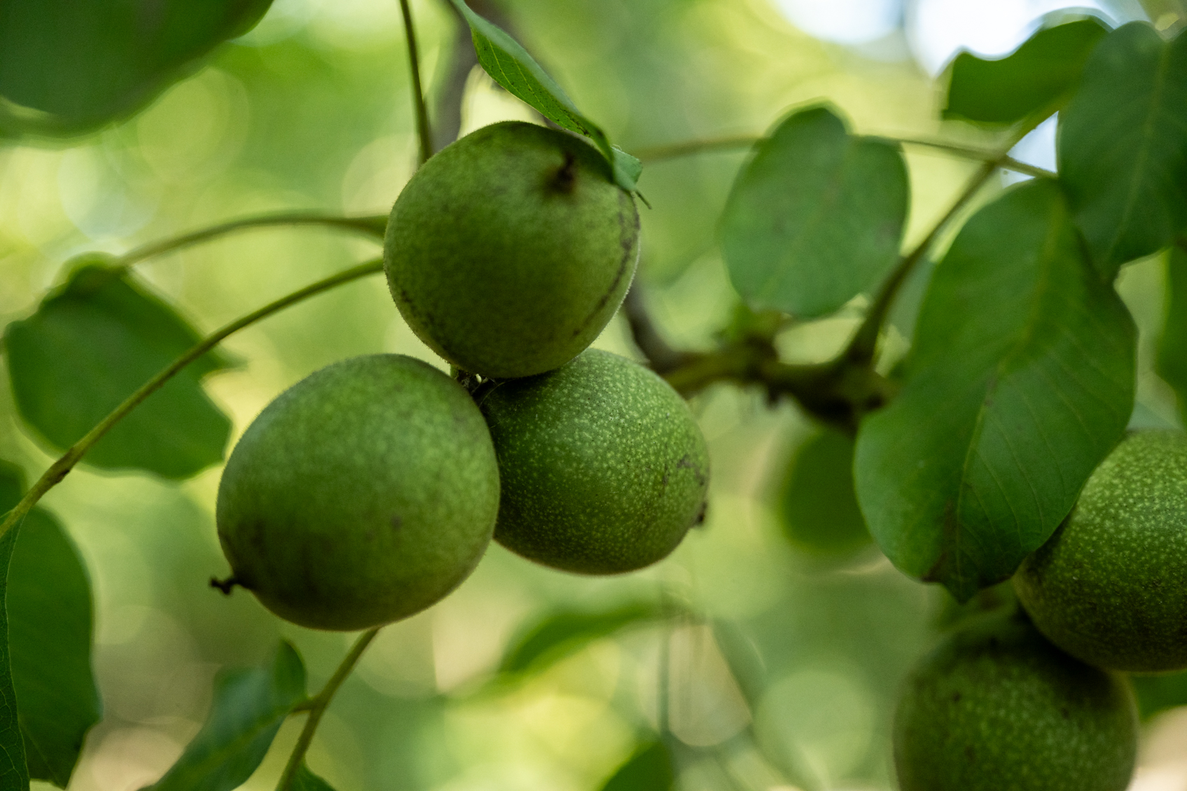 Controlling Frosted Scale in Walnuts