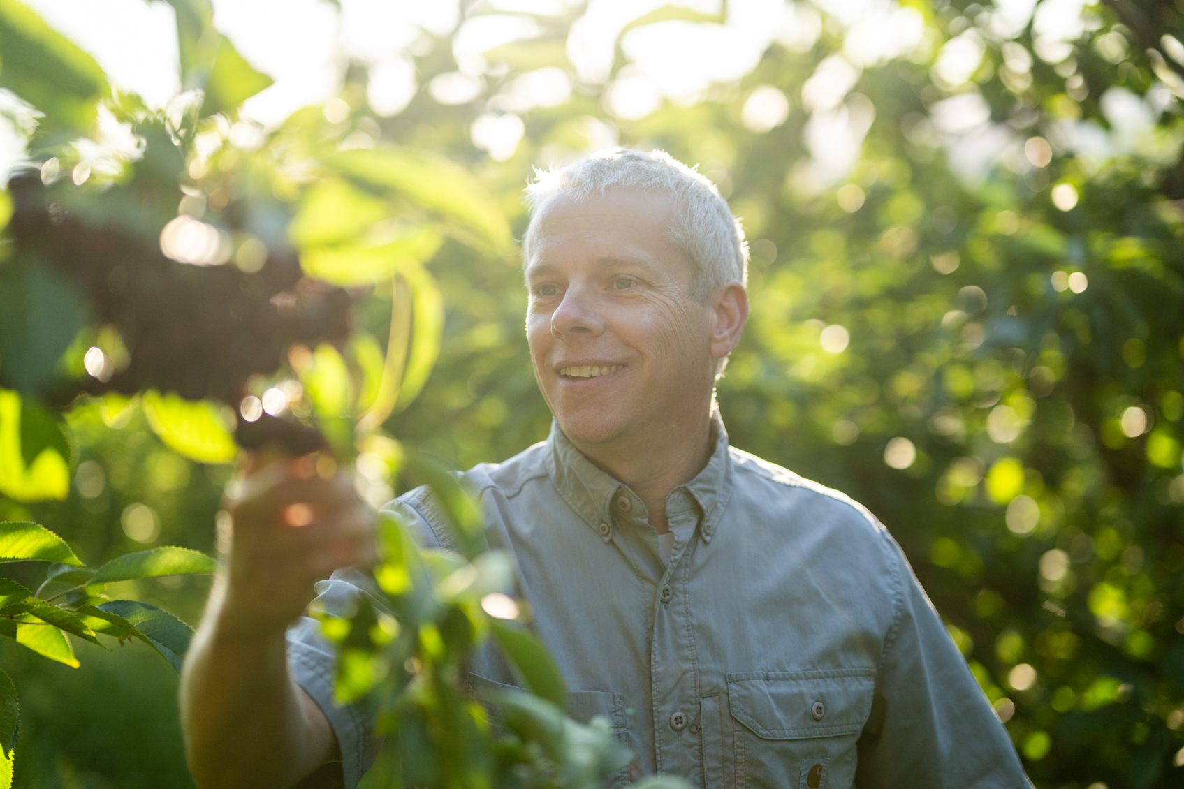 omeg-cherries omeg-cherries